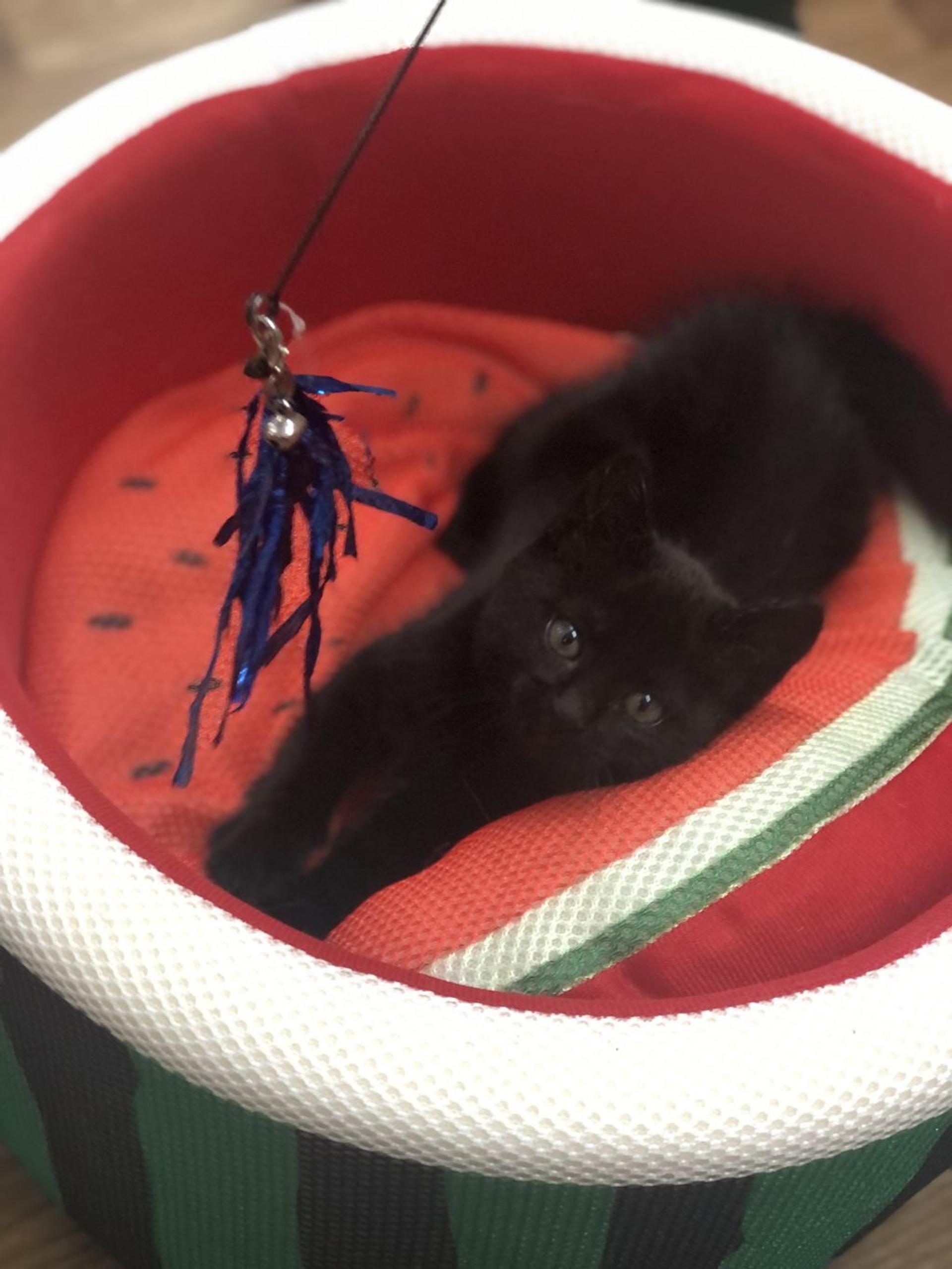 pet-image-3