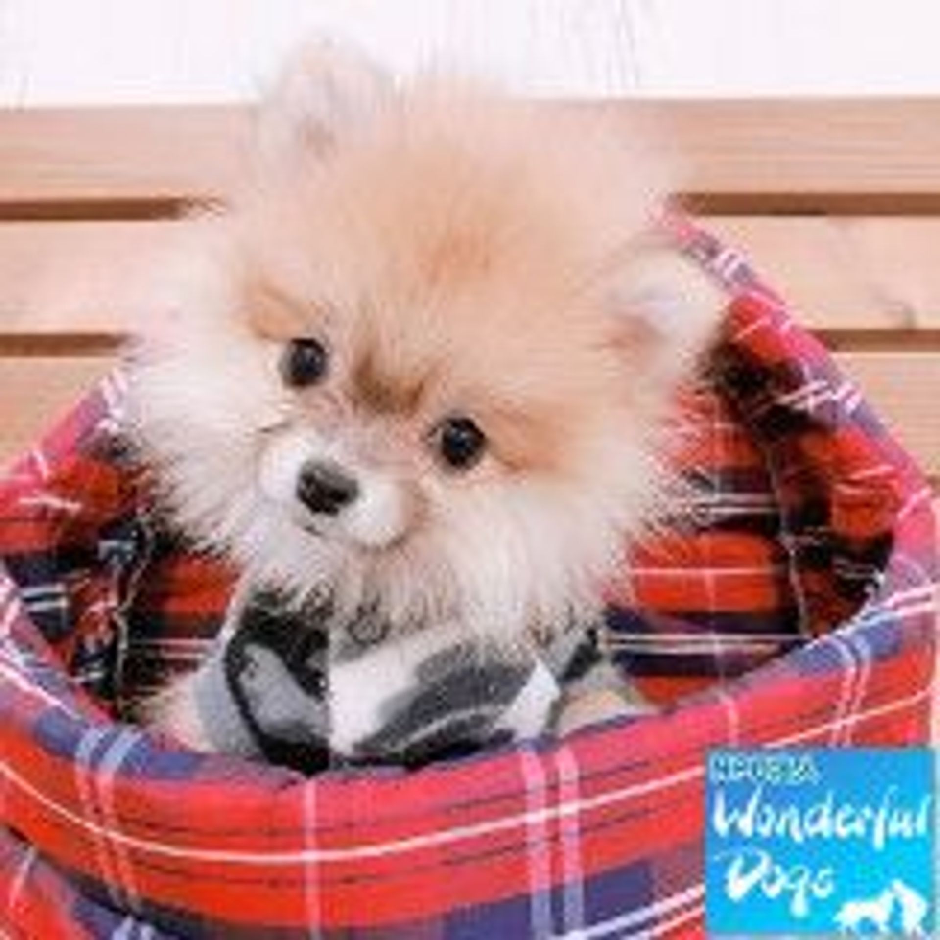 ポメラニアン・メスの里親募集の写真
