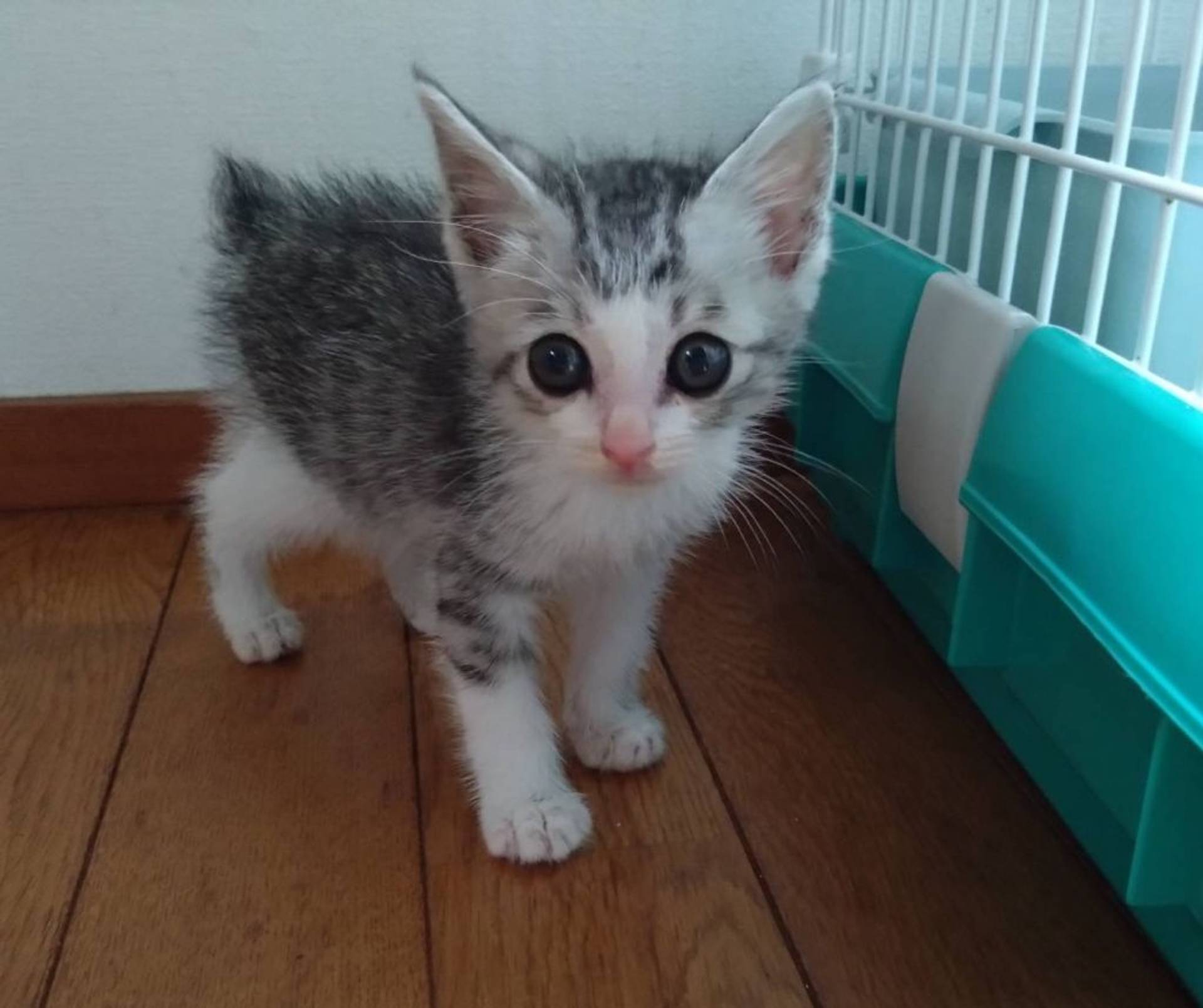 雑種（ミックス猫）・メスの里親募集の写真