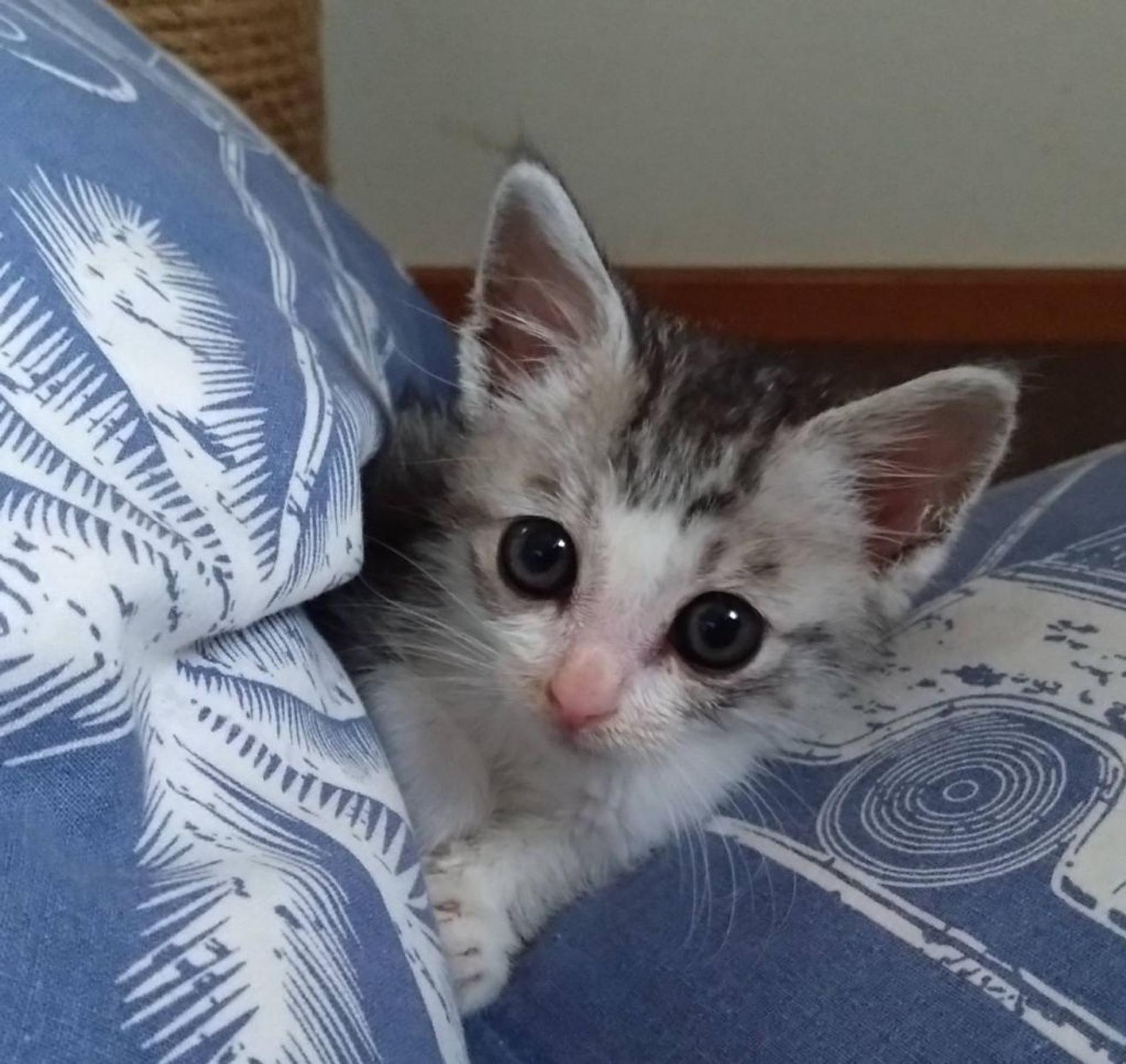 pet-image-2