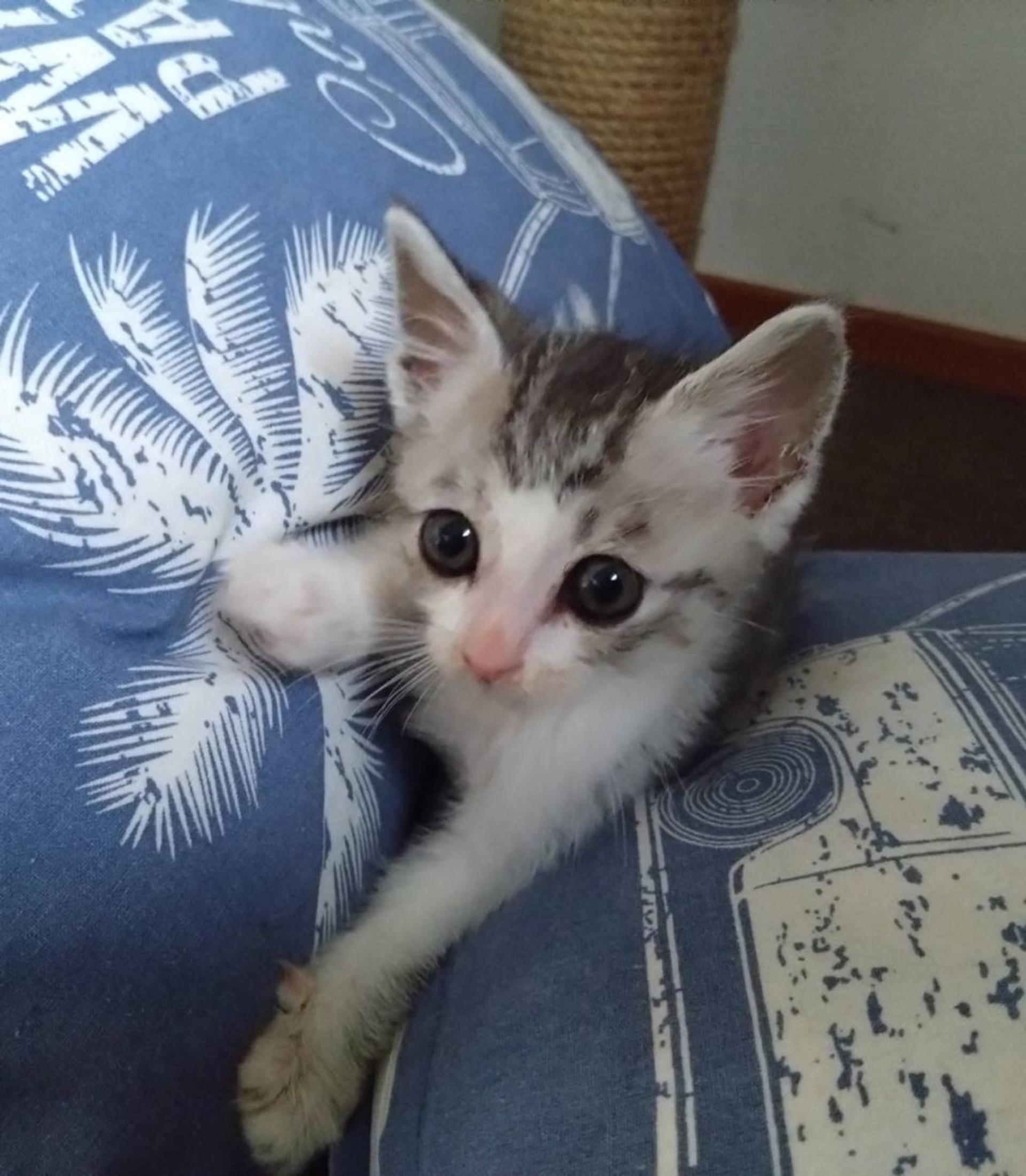 pet-image-3