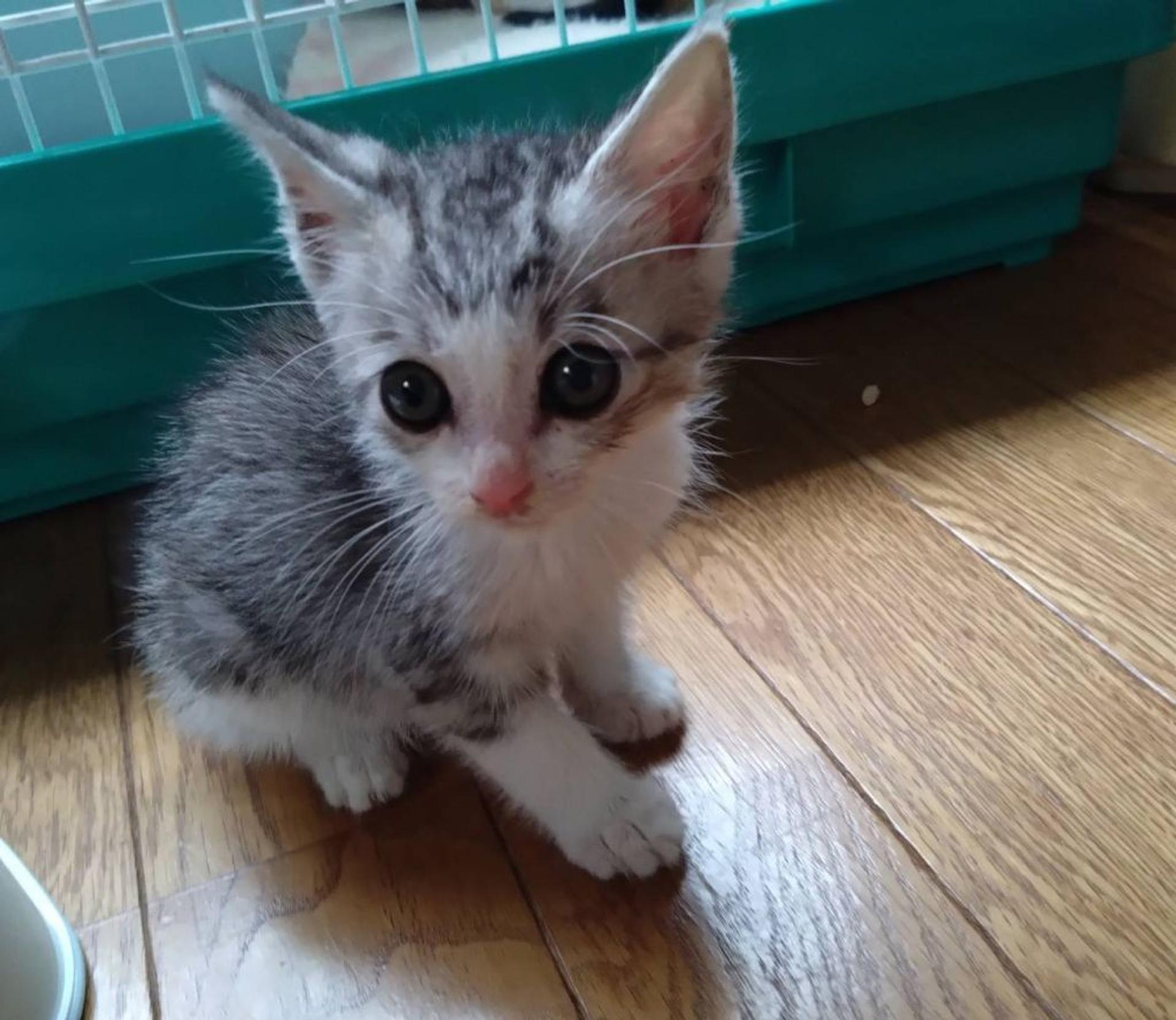 pet-image-4