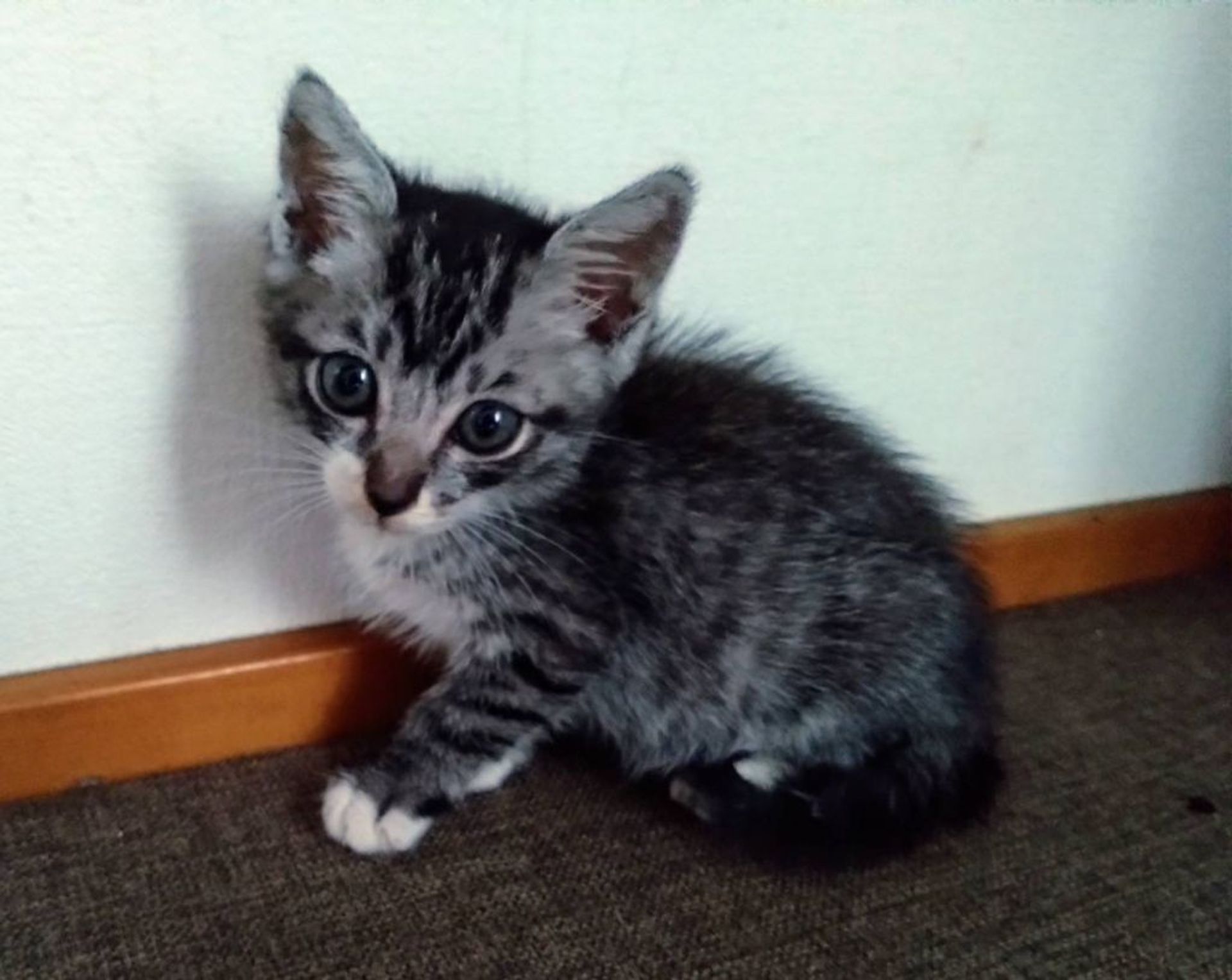雑種（ミックス猫）・オスの里親募集の写真