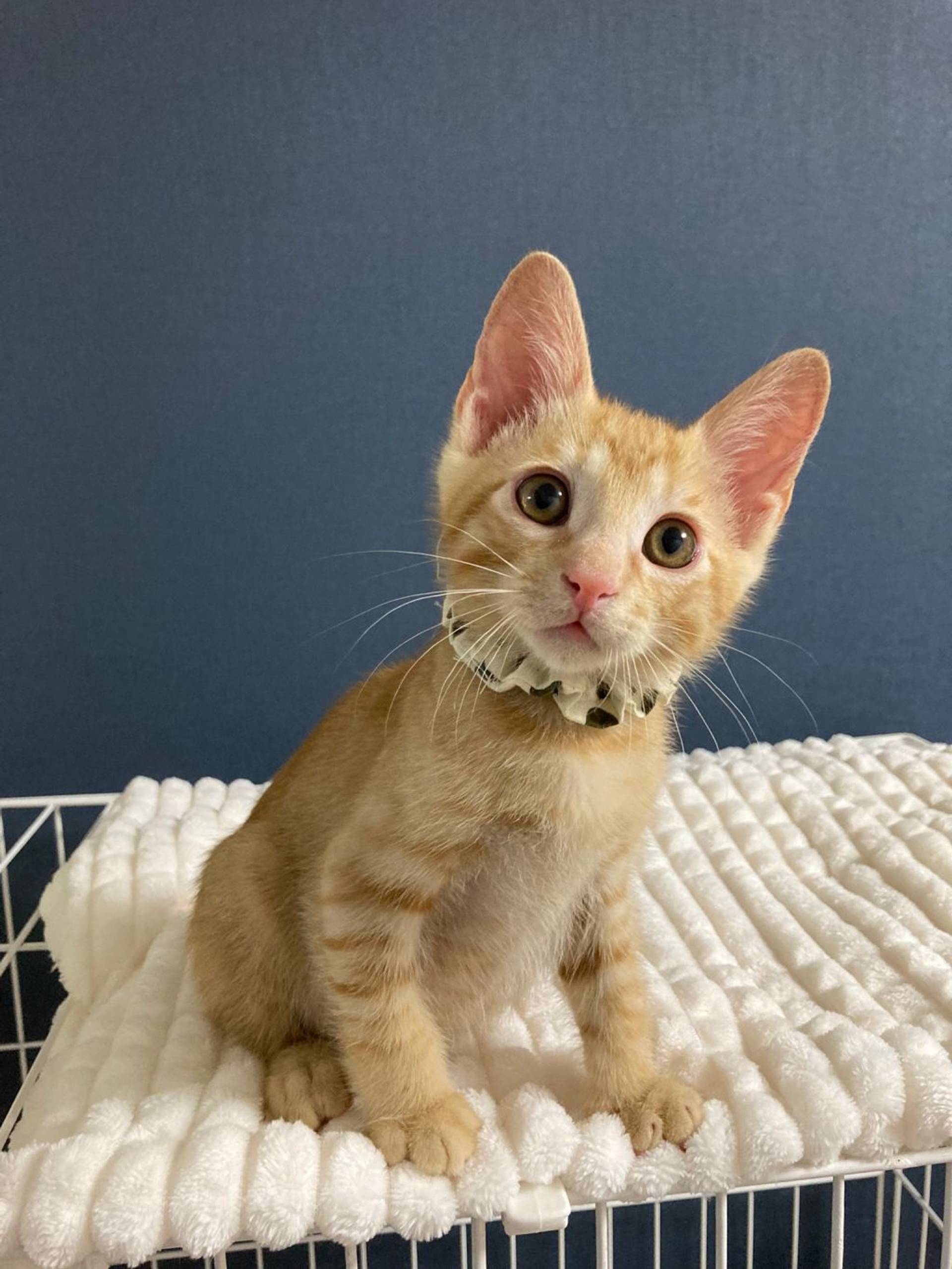 雑種（ミックス猫）・オスの里親募集の写真