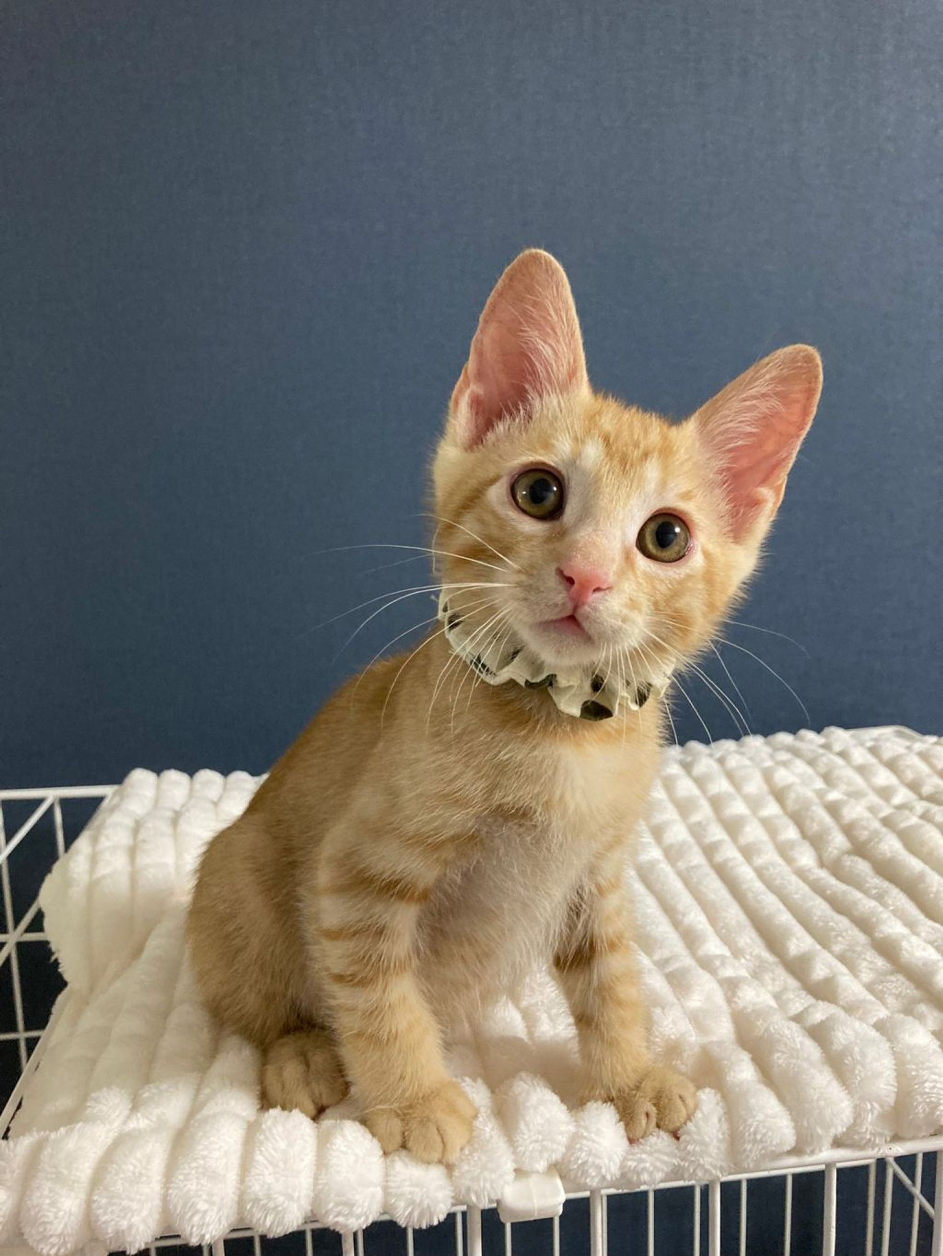 雑種（ミックス猫）・オスの里親募集の写真