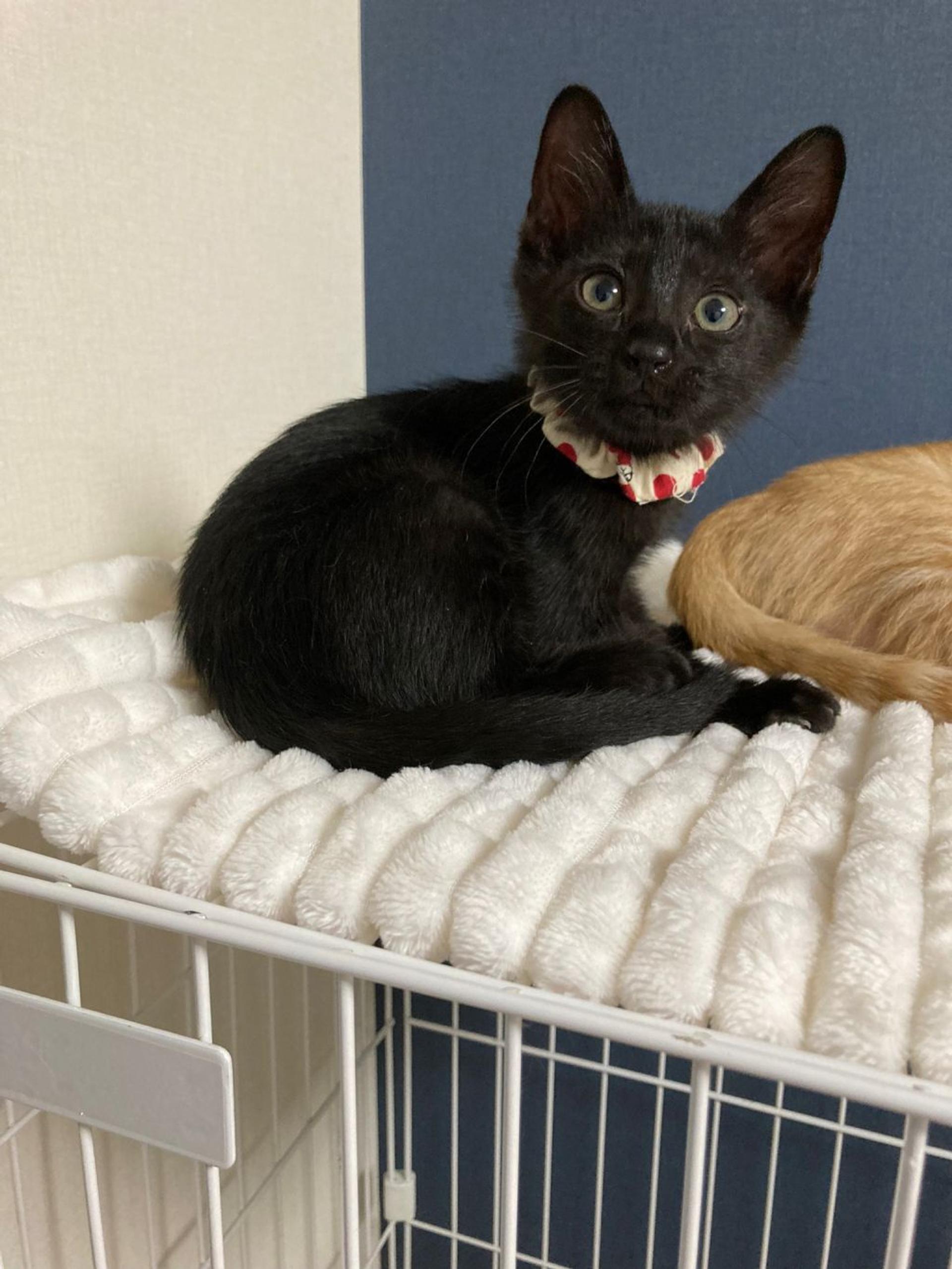 pet-image-4