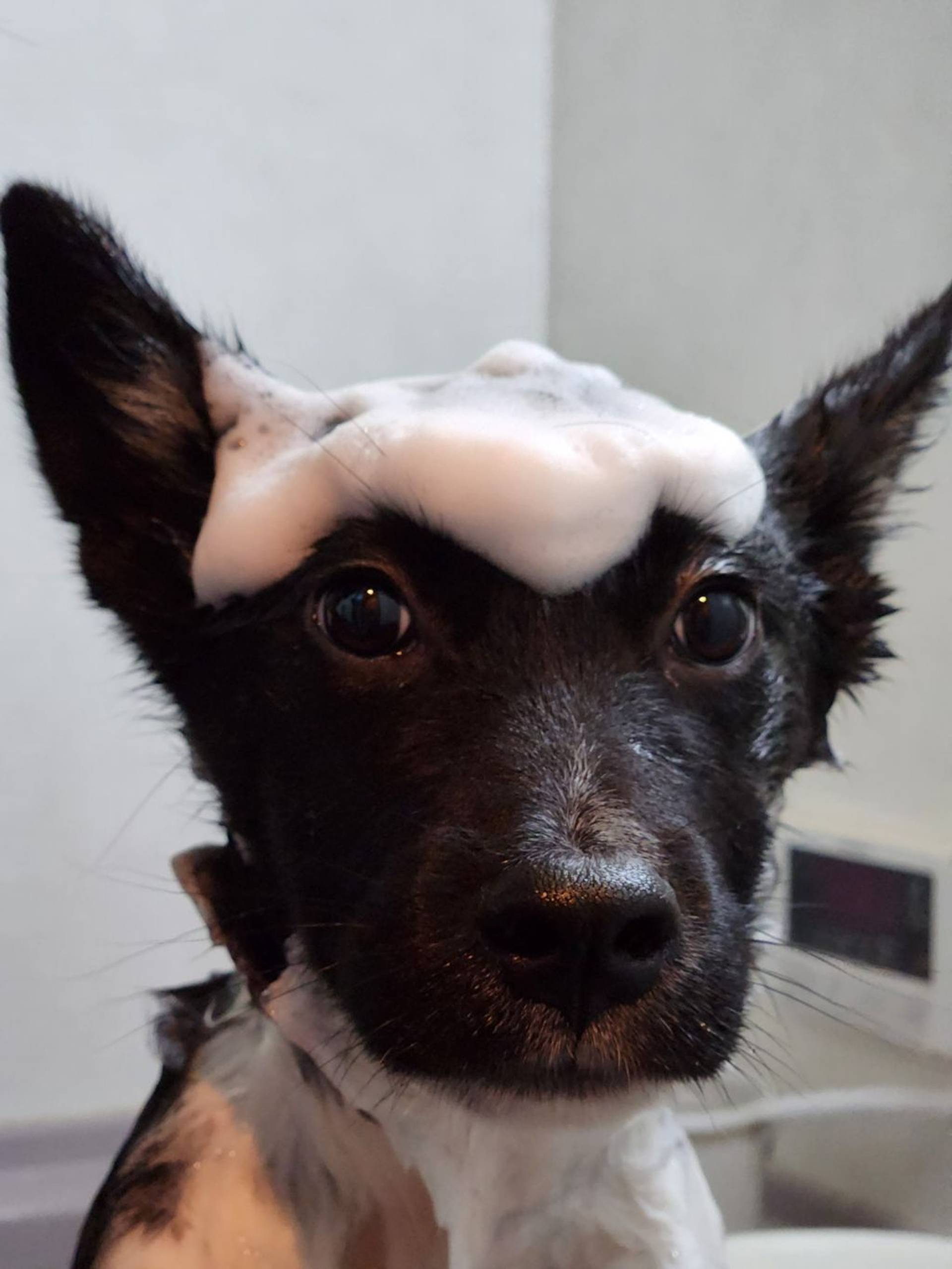 雑種（ミックス犬）・オスの里親募集の写真
