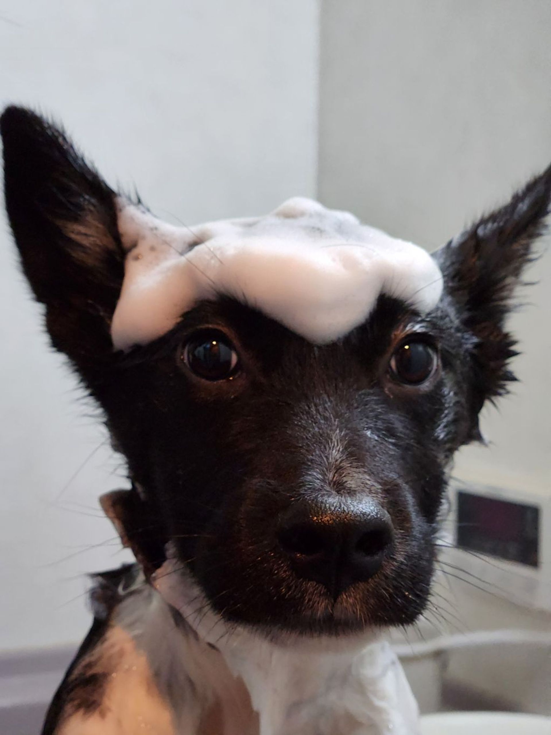 雑種（ミックス犬）・オスの里親募集の写真
