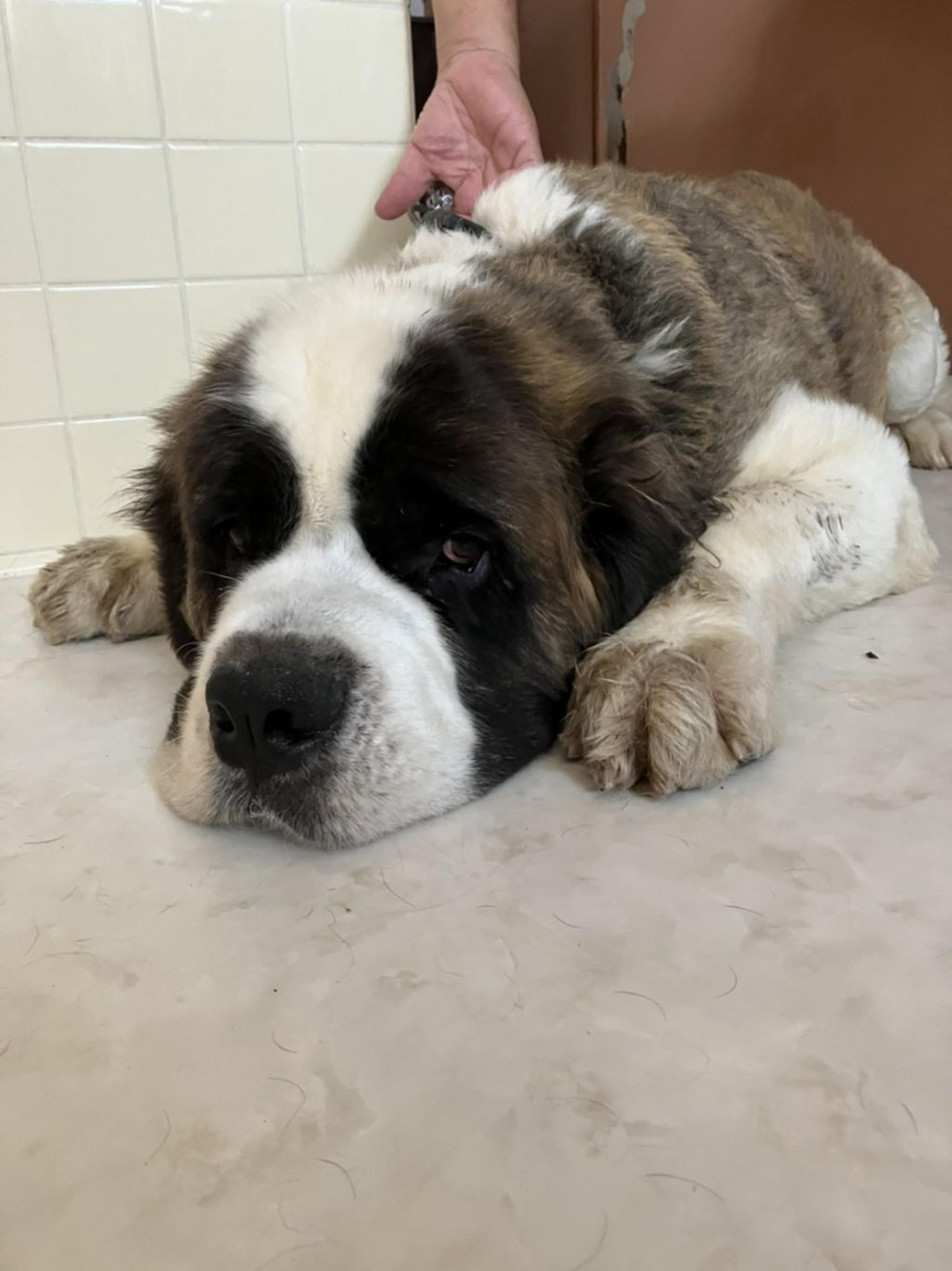 pet-image-2