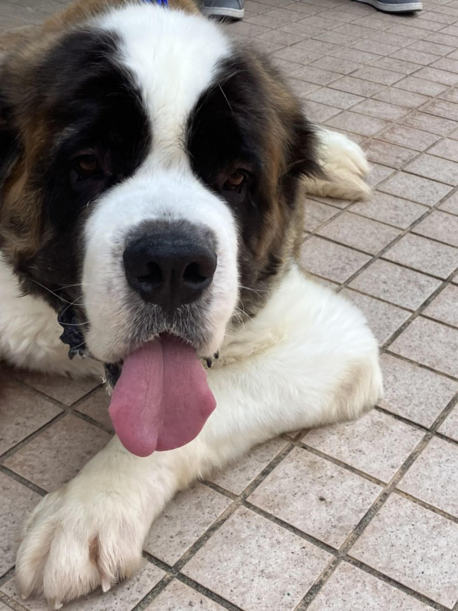 pet-image-3