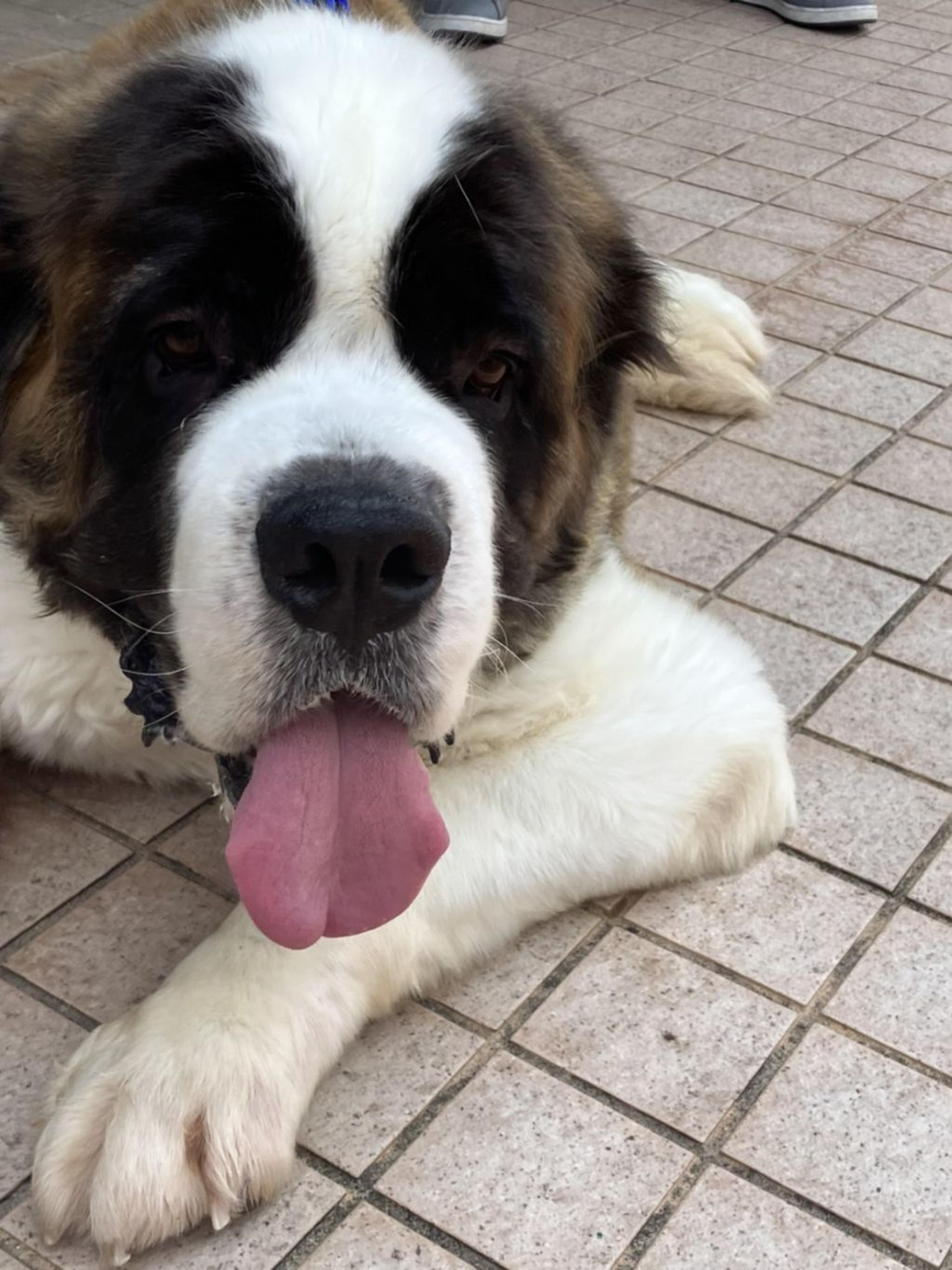 pet-image-3