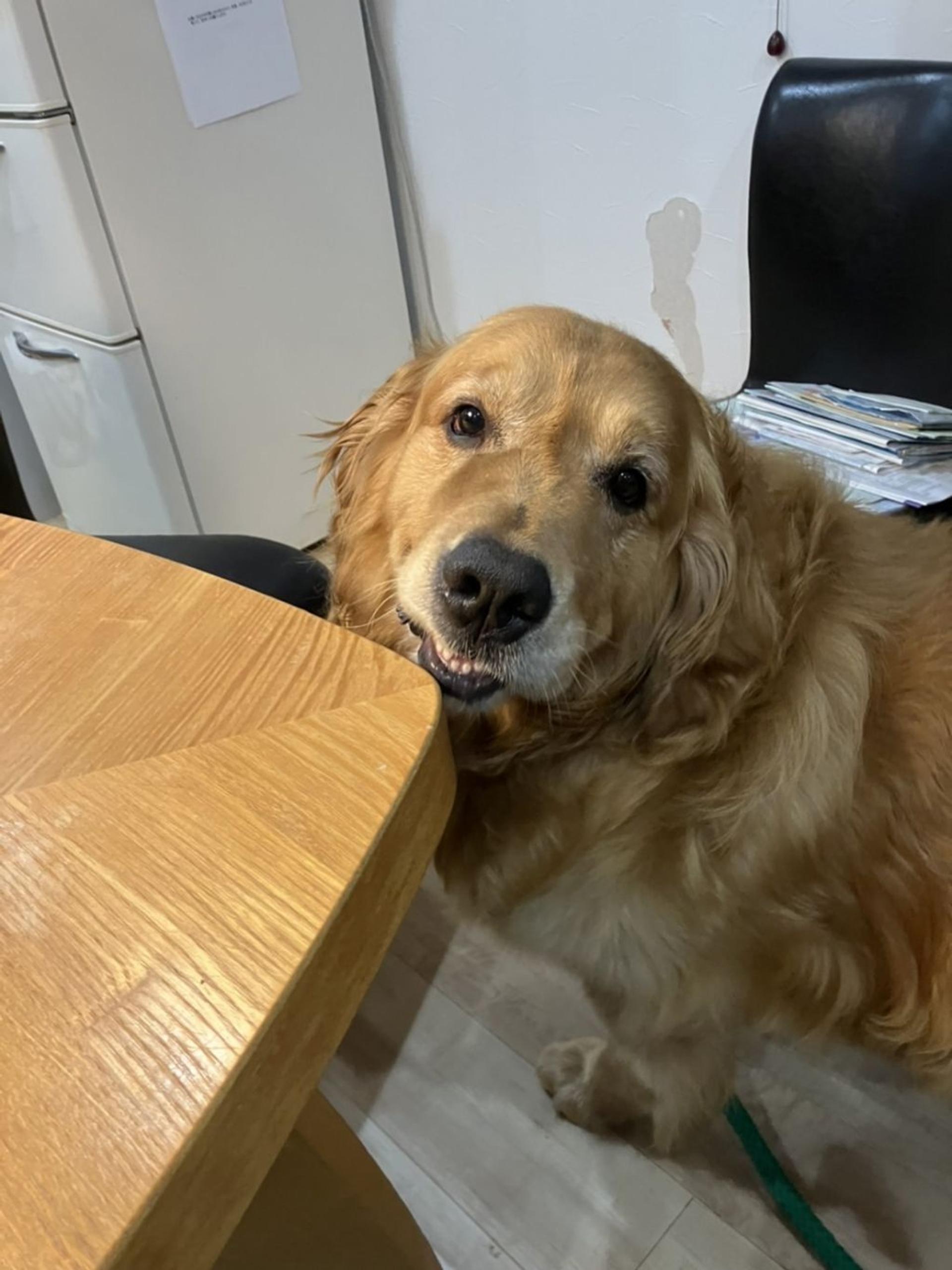 pet-image-3