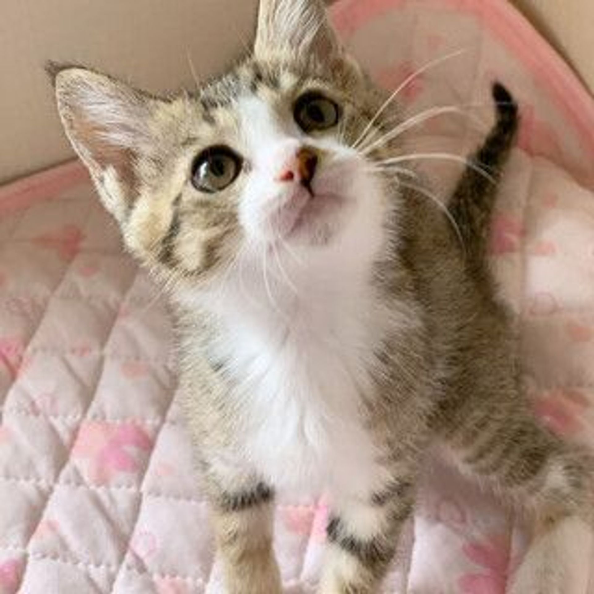 雑種（ミックス猫）・メスの里親募集の写真