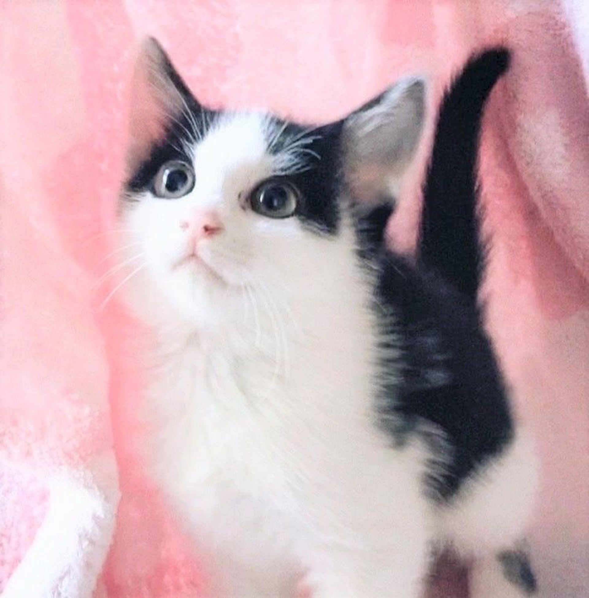 雑種（ミックス猫）・メスの里親募集の写真