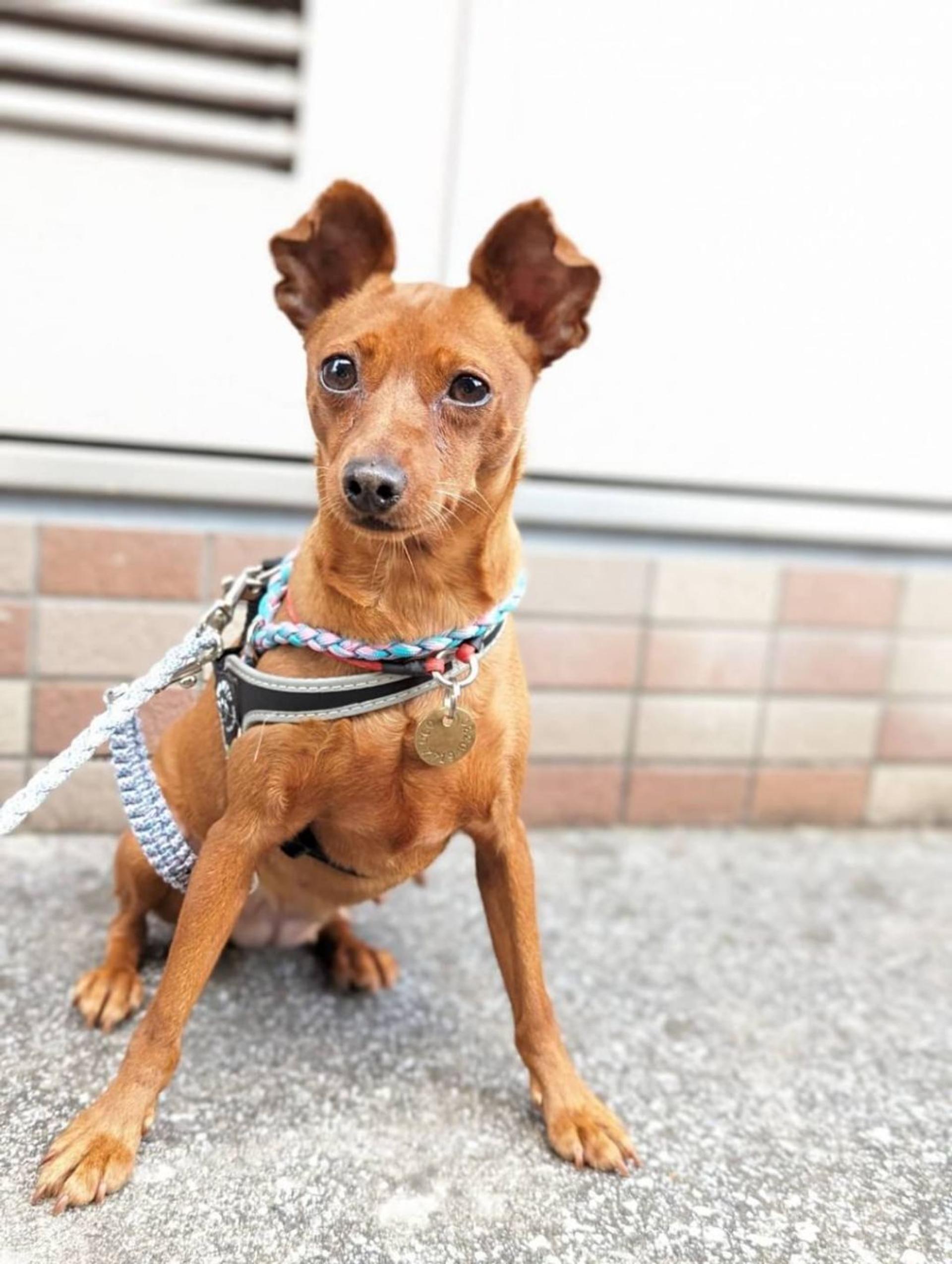 pet-image-3