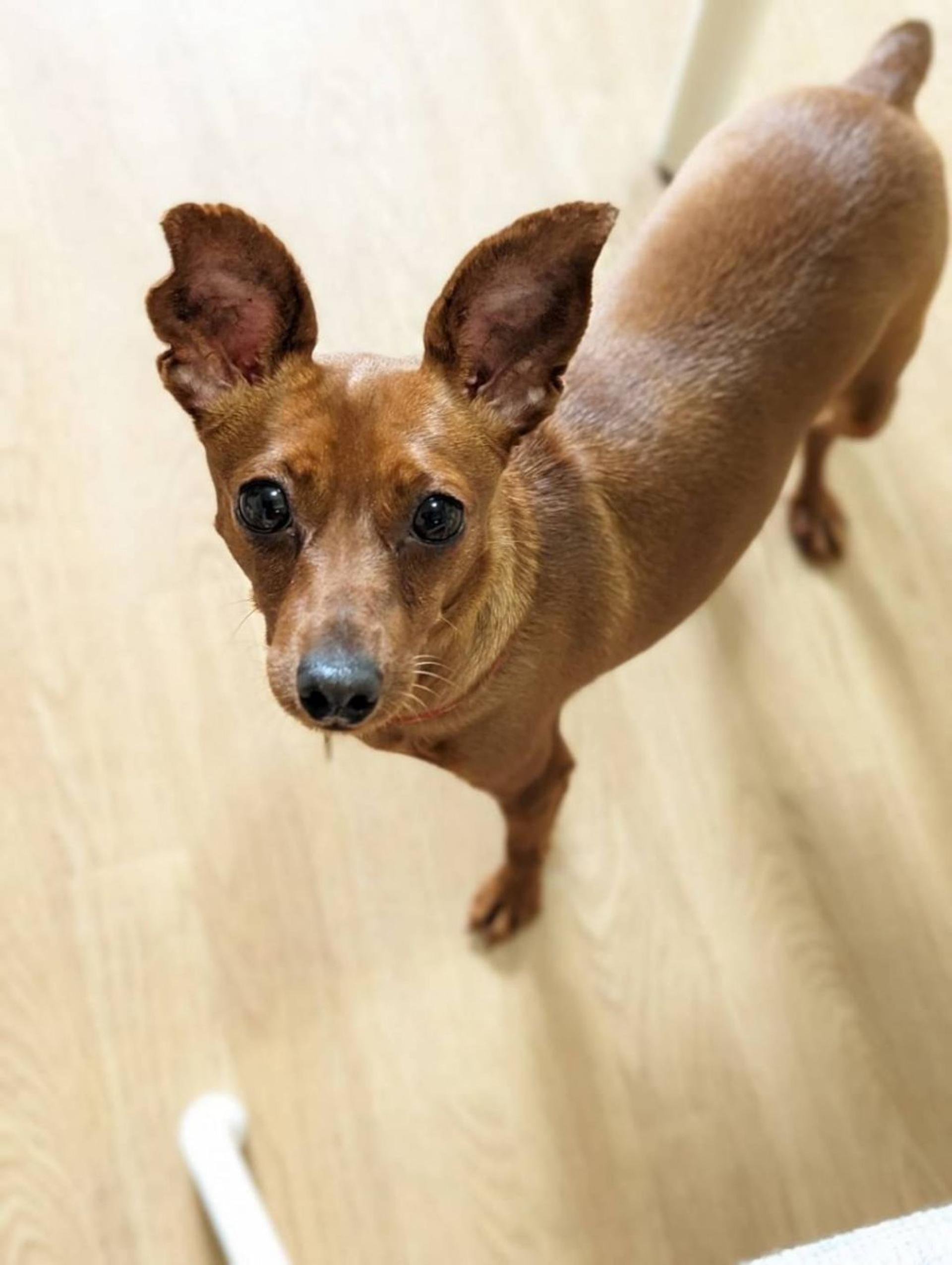 pet-image-5