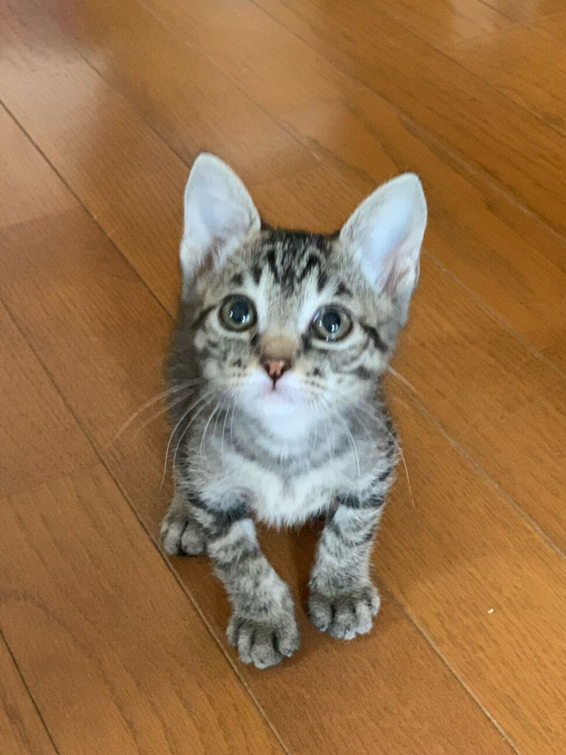 雑種（ミックス猫）・オスの里親募集の写真