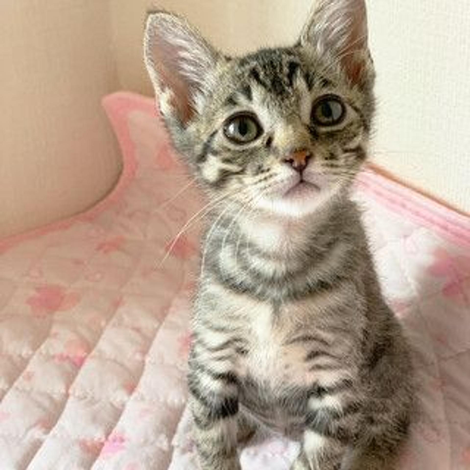 pet-image-2