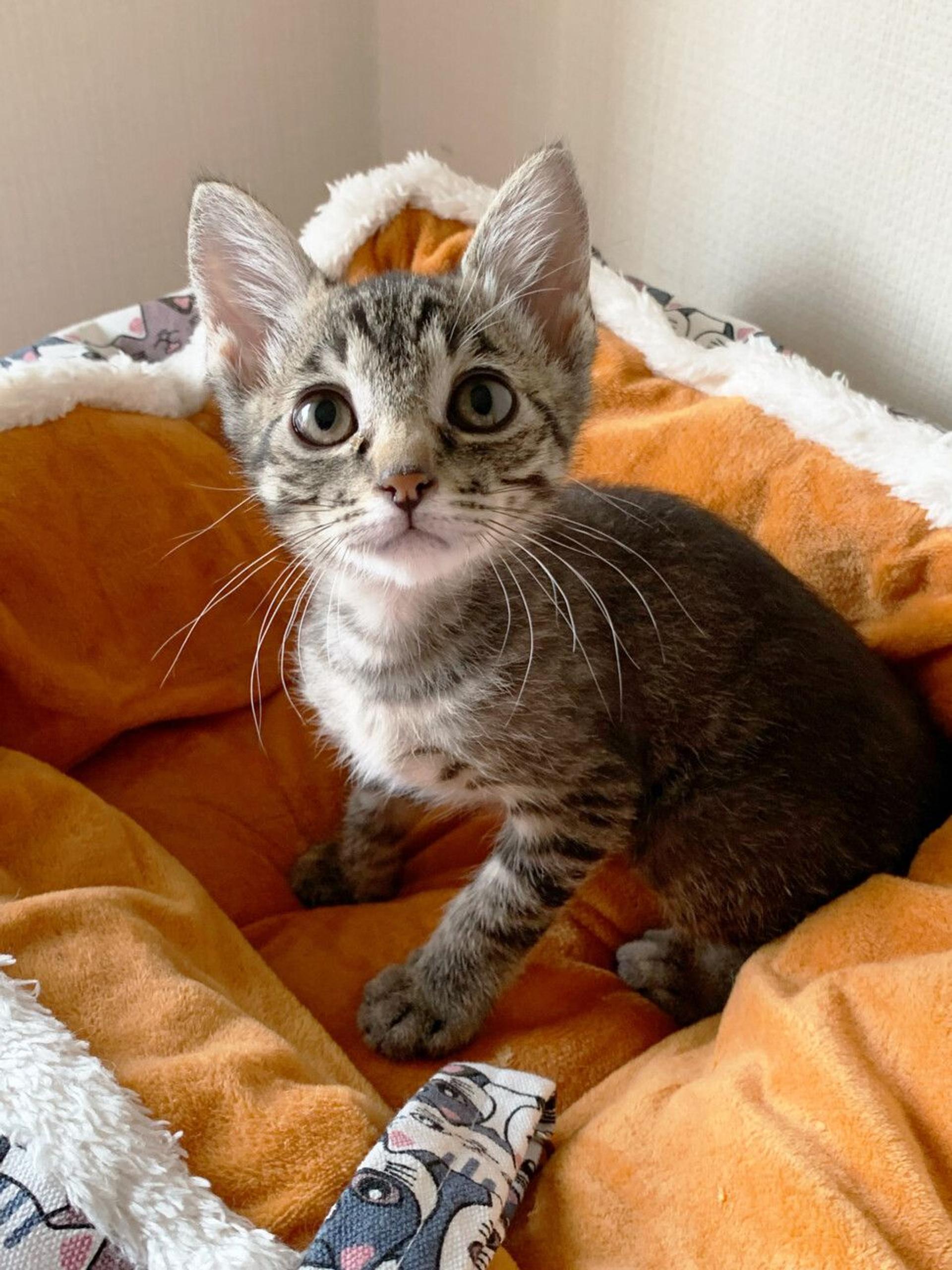pet-image-3