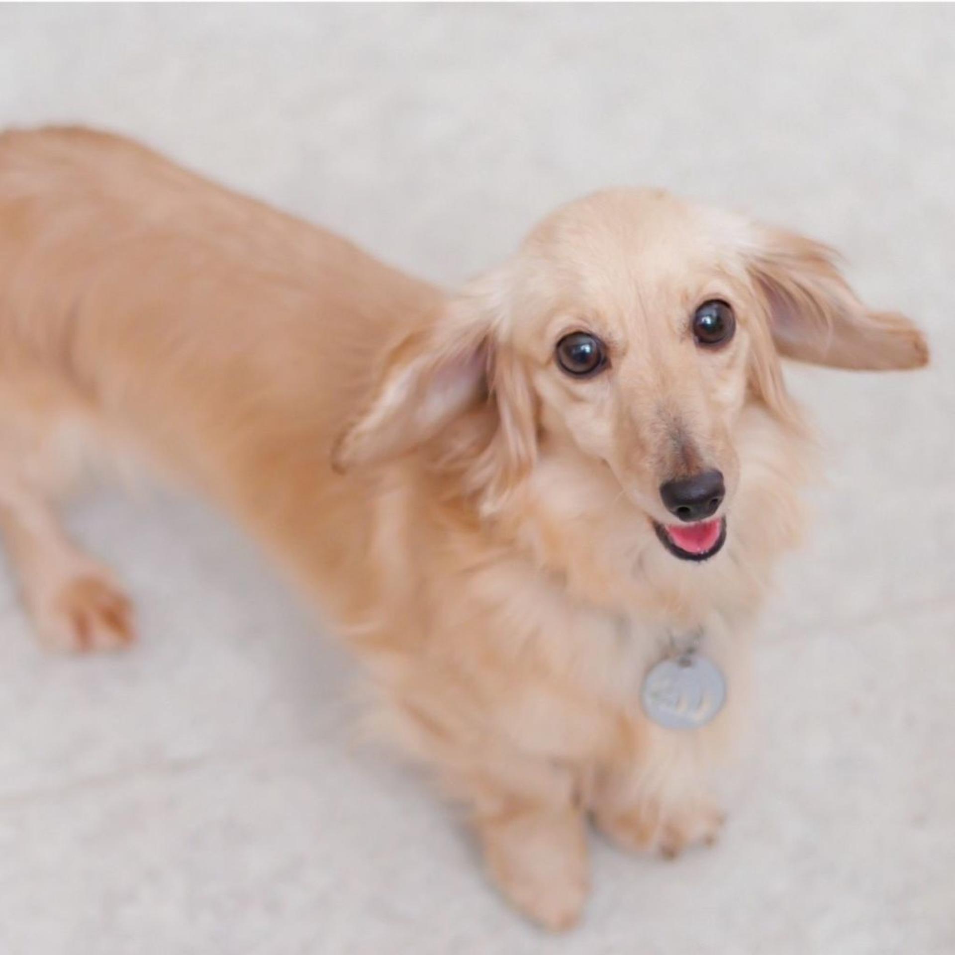 pet-image-4