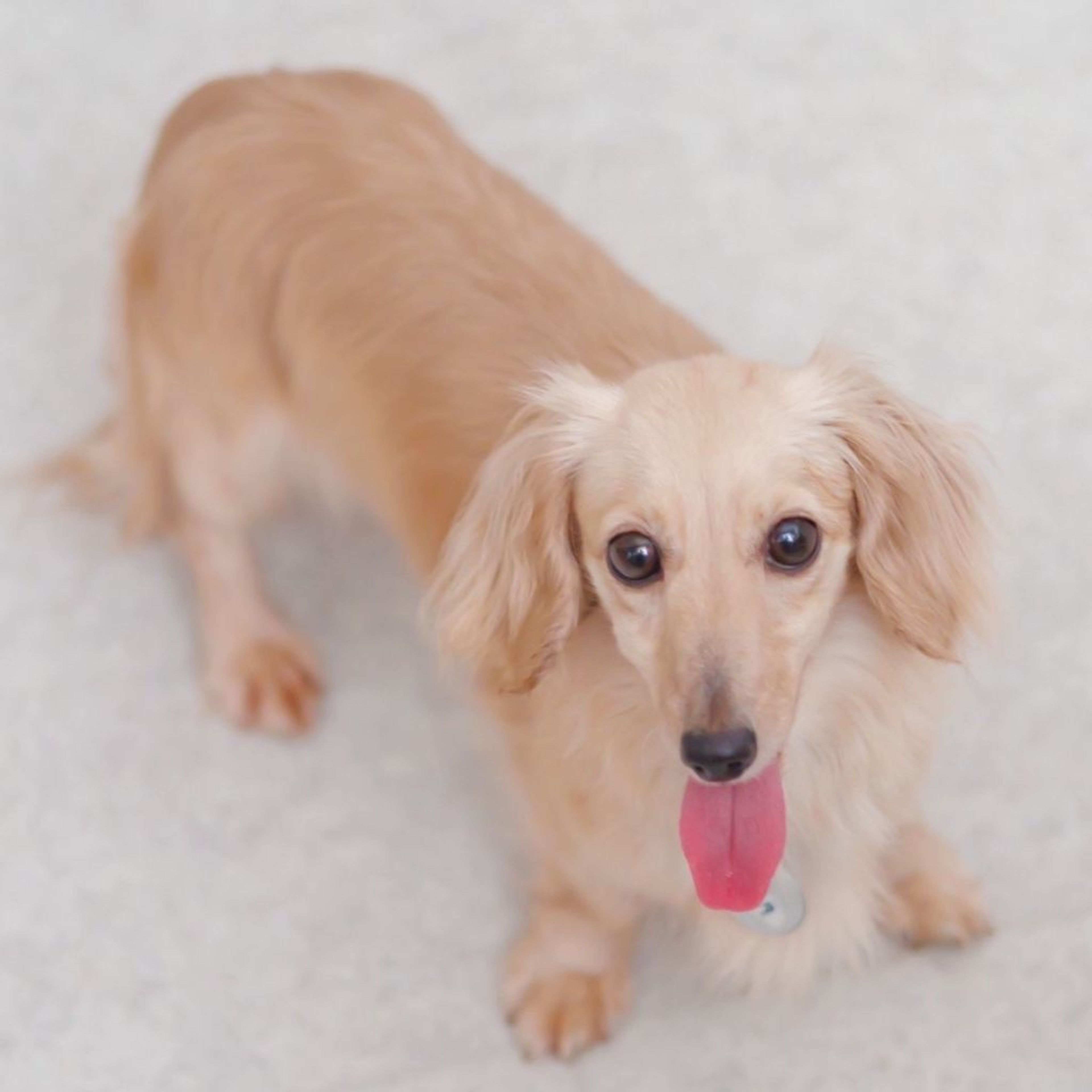 pet-image-5
