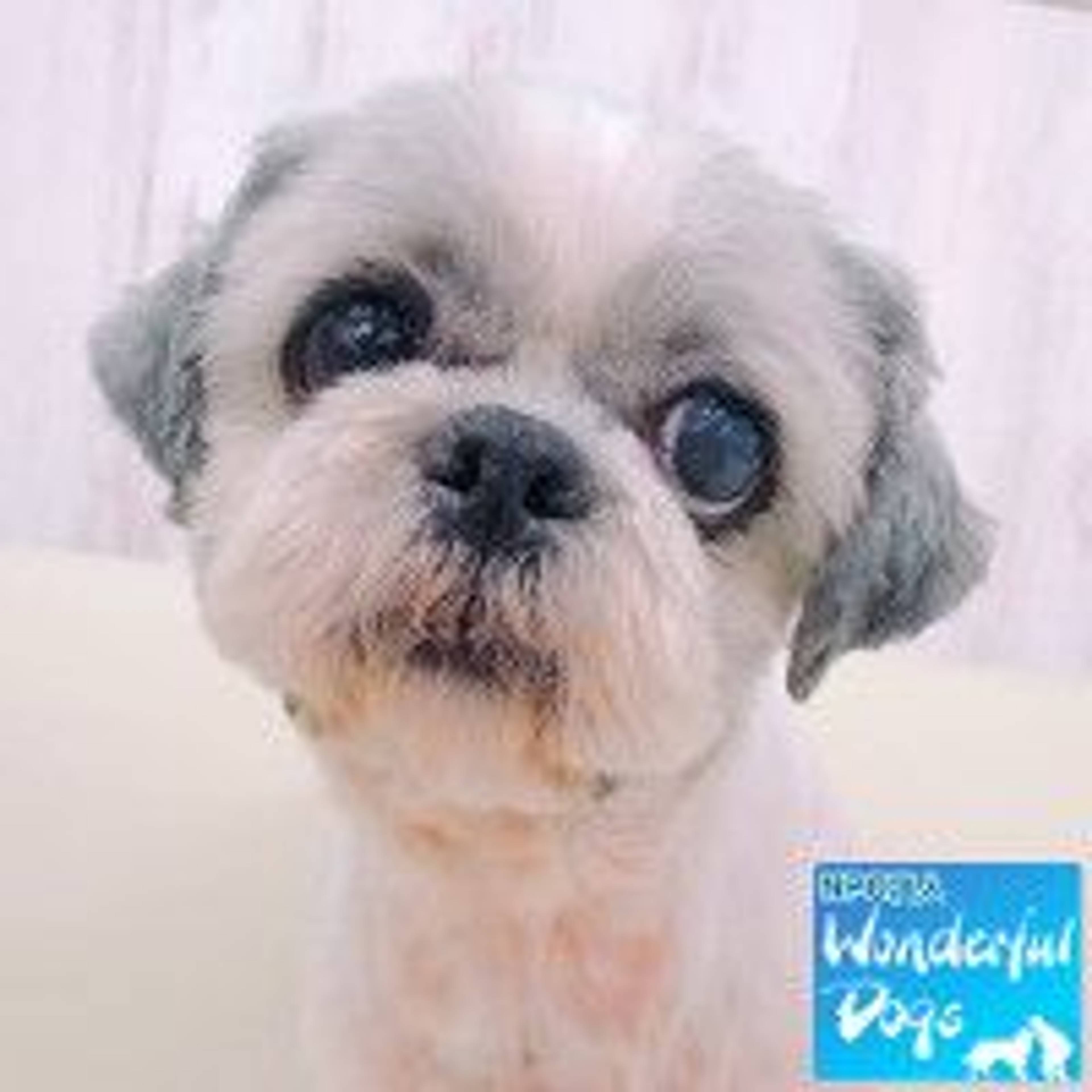 シーズー・オスの里親募集の写真