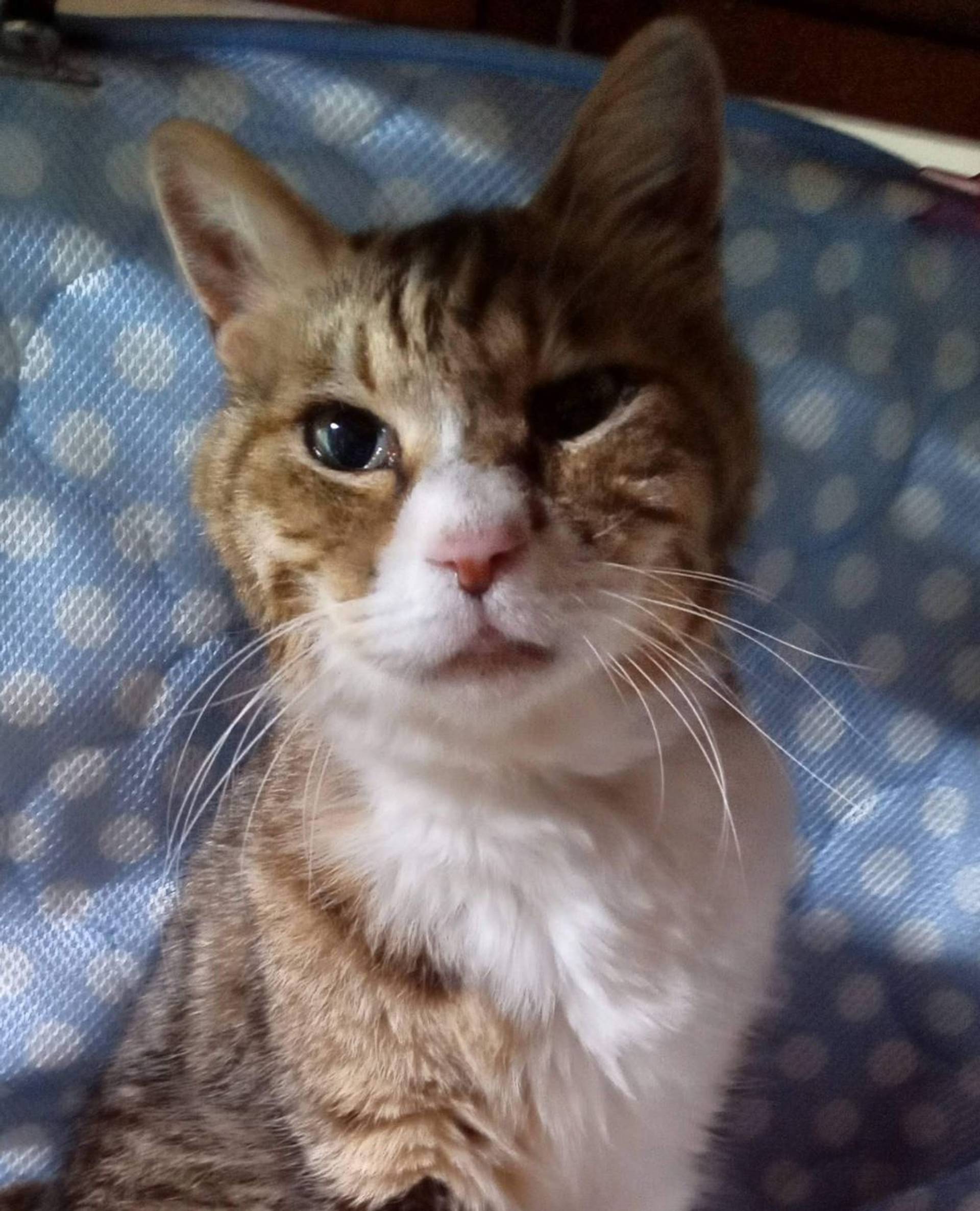 雑種（ミックス猫）・オスの里親募集の写真