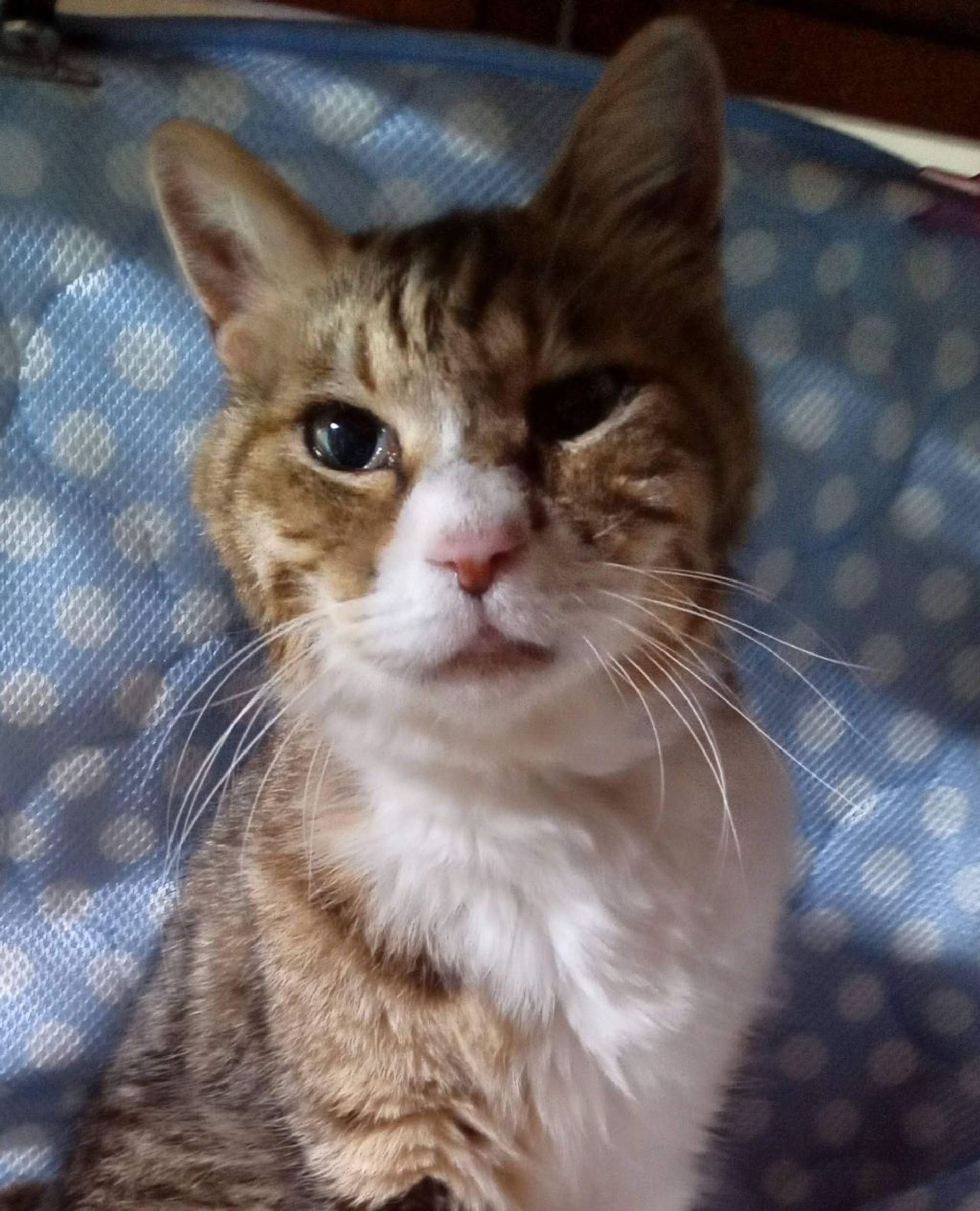 雑種（ミックス猫）・オスの里親募集の写真