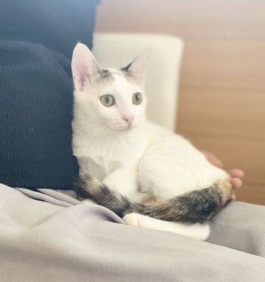 雑種の三毛 無邪気な白三毛！小さいけど元気！ | 雑種（ミックス猫） | NYAN