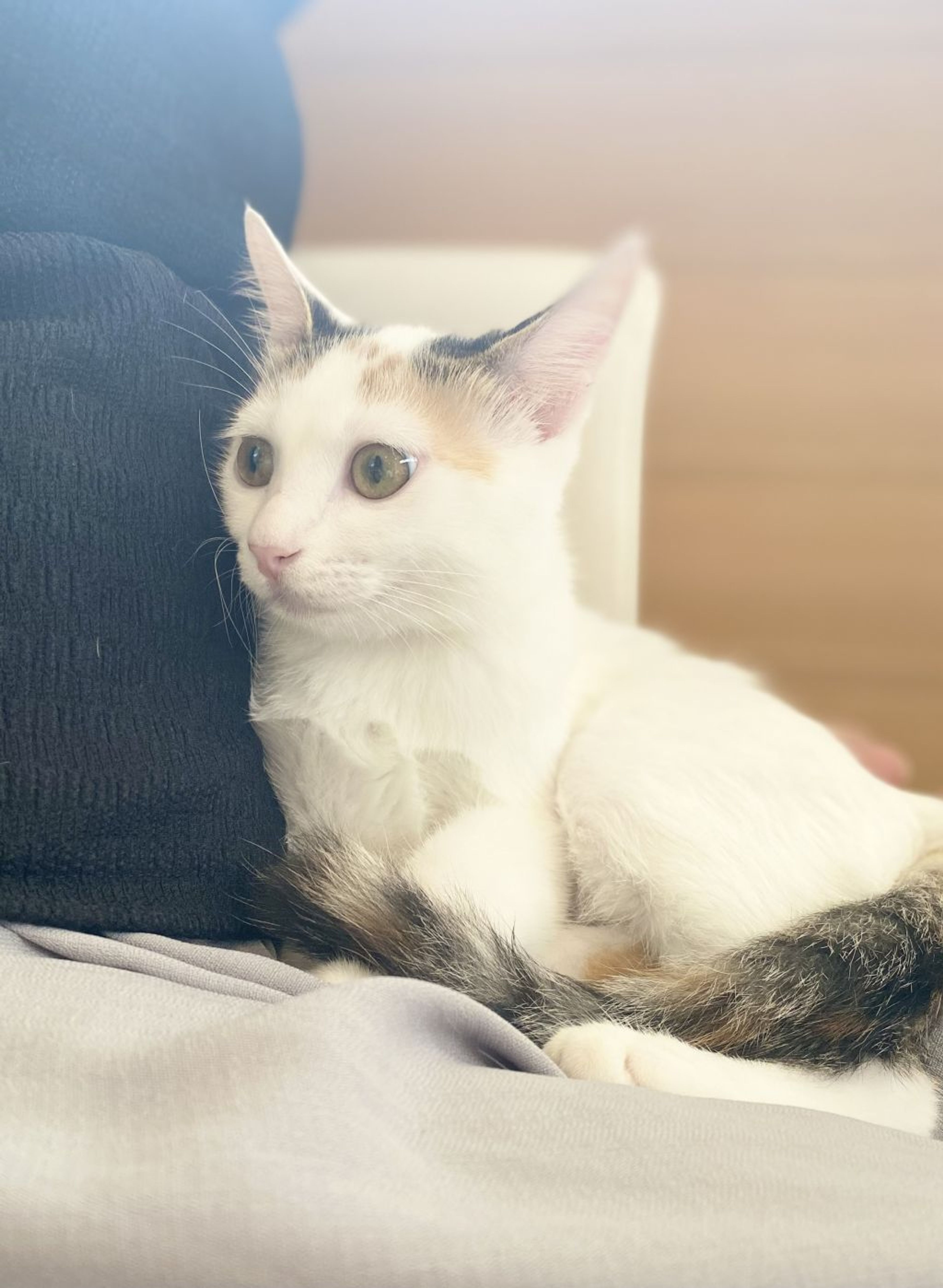 三毛猫様♡ありがとうございます♡ 1696164462416-2-640x640.jpg