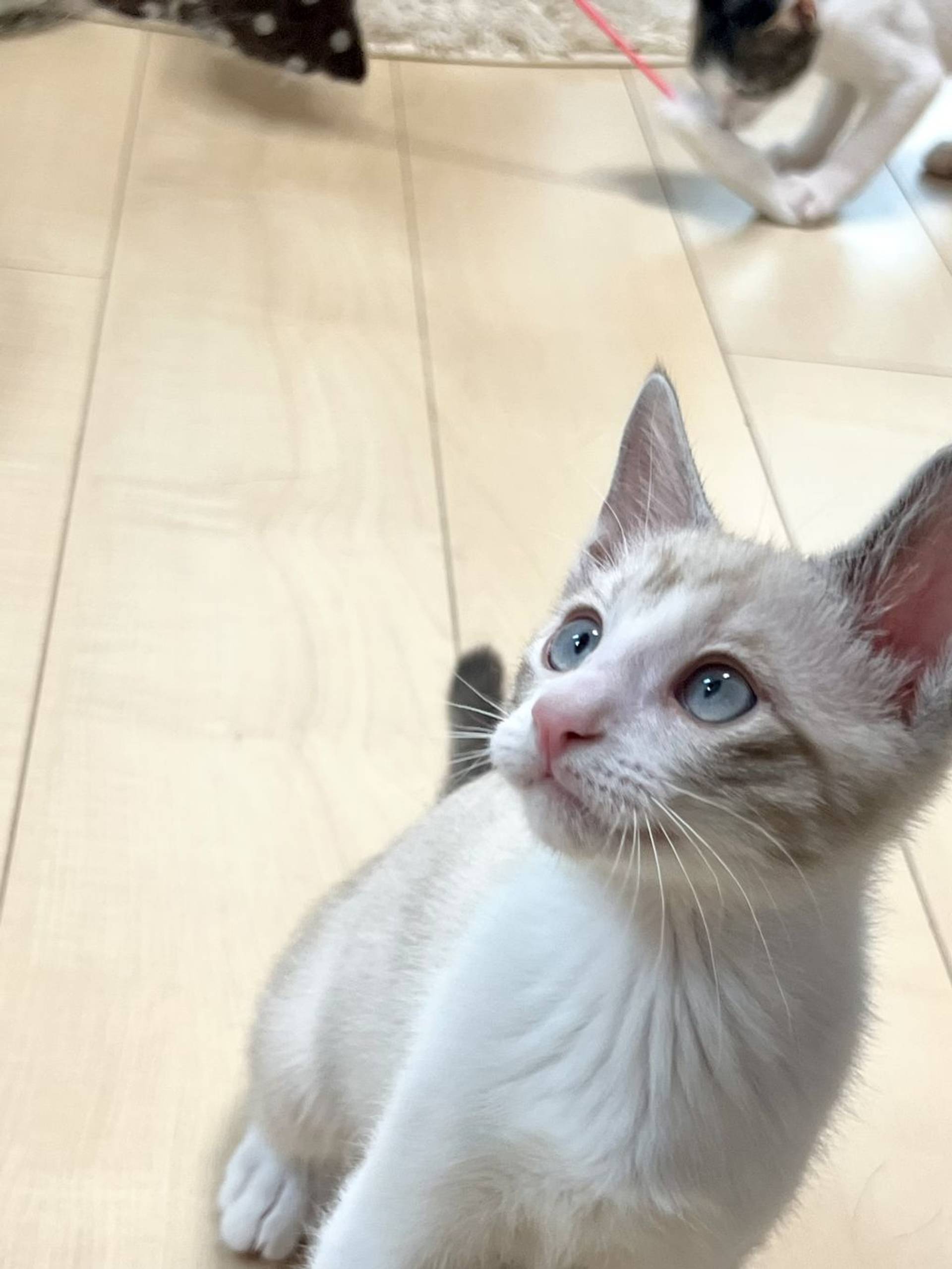 雑種（ミックス猫）・オスの里親募集の写真