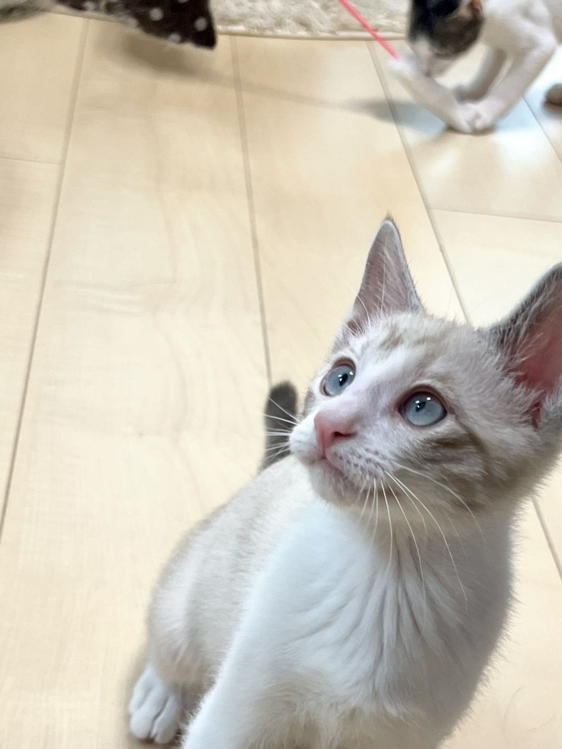 雑種（ミックス猫）・オスの里親募集の写真