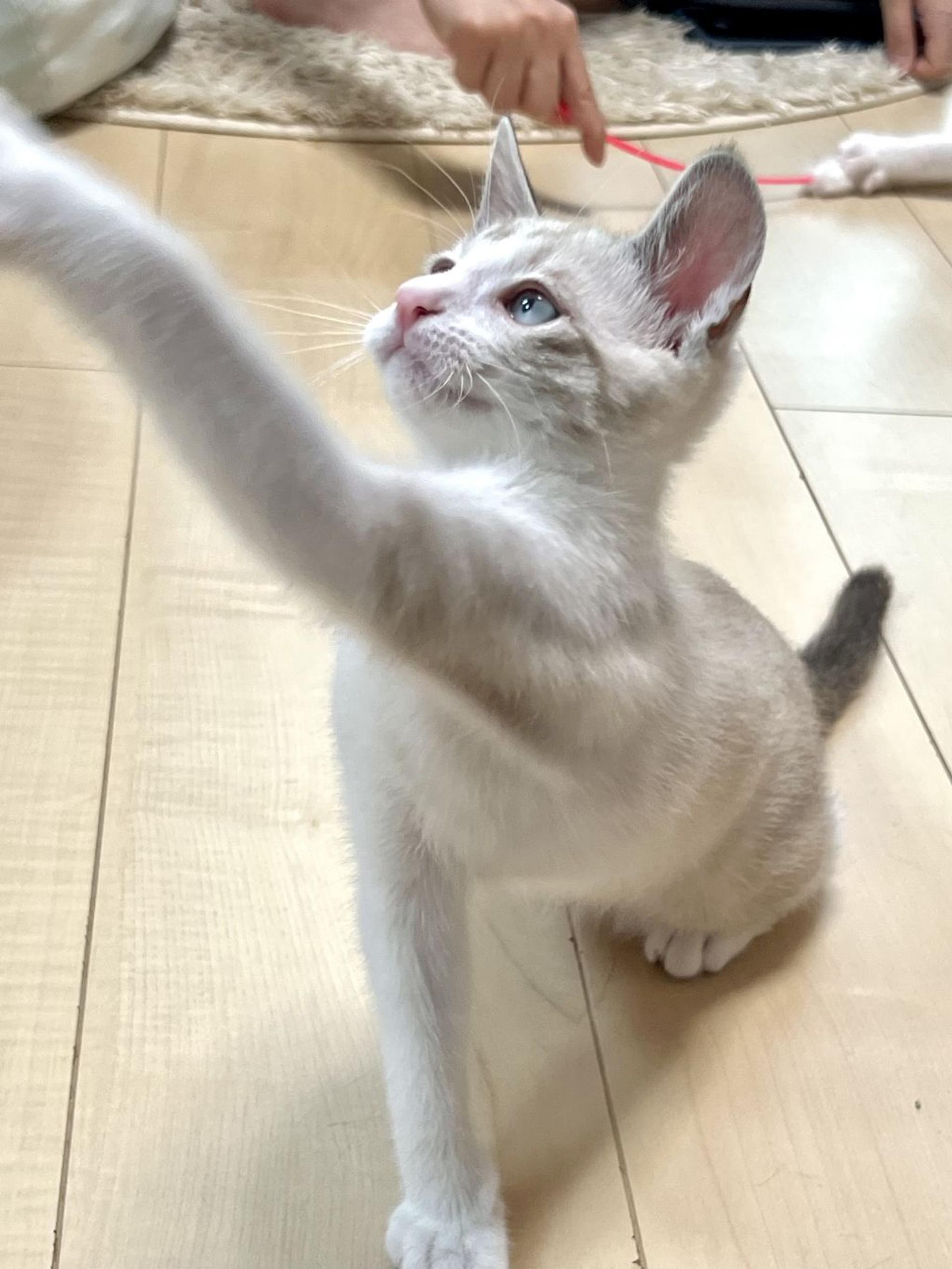 pet-image-2