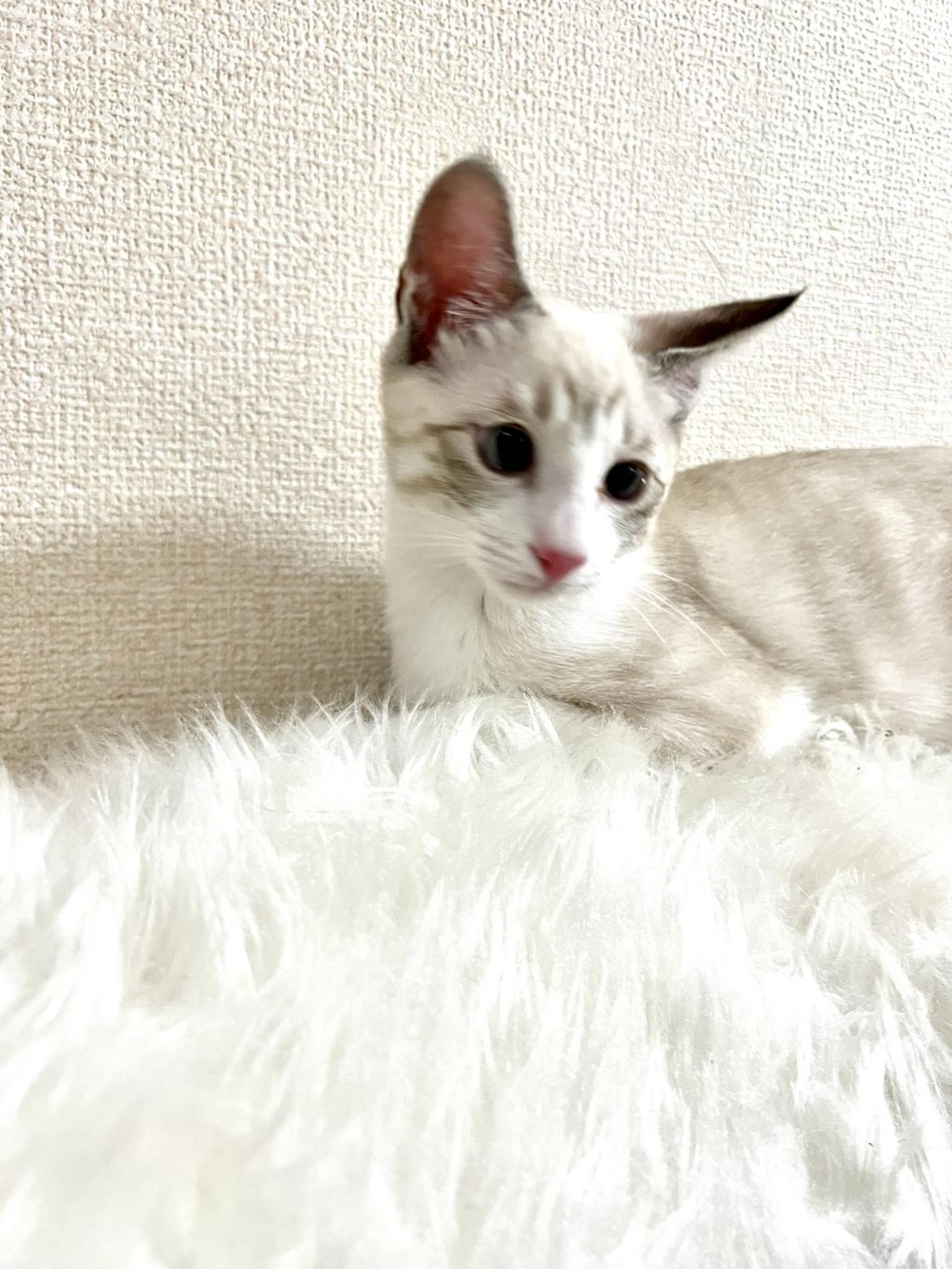 pet-image-3