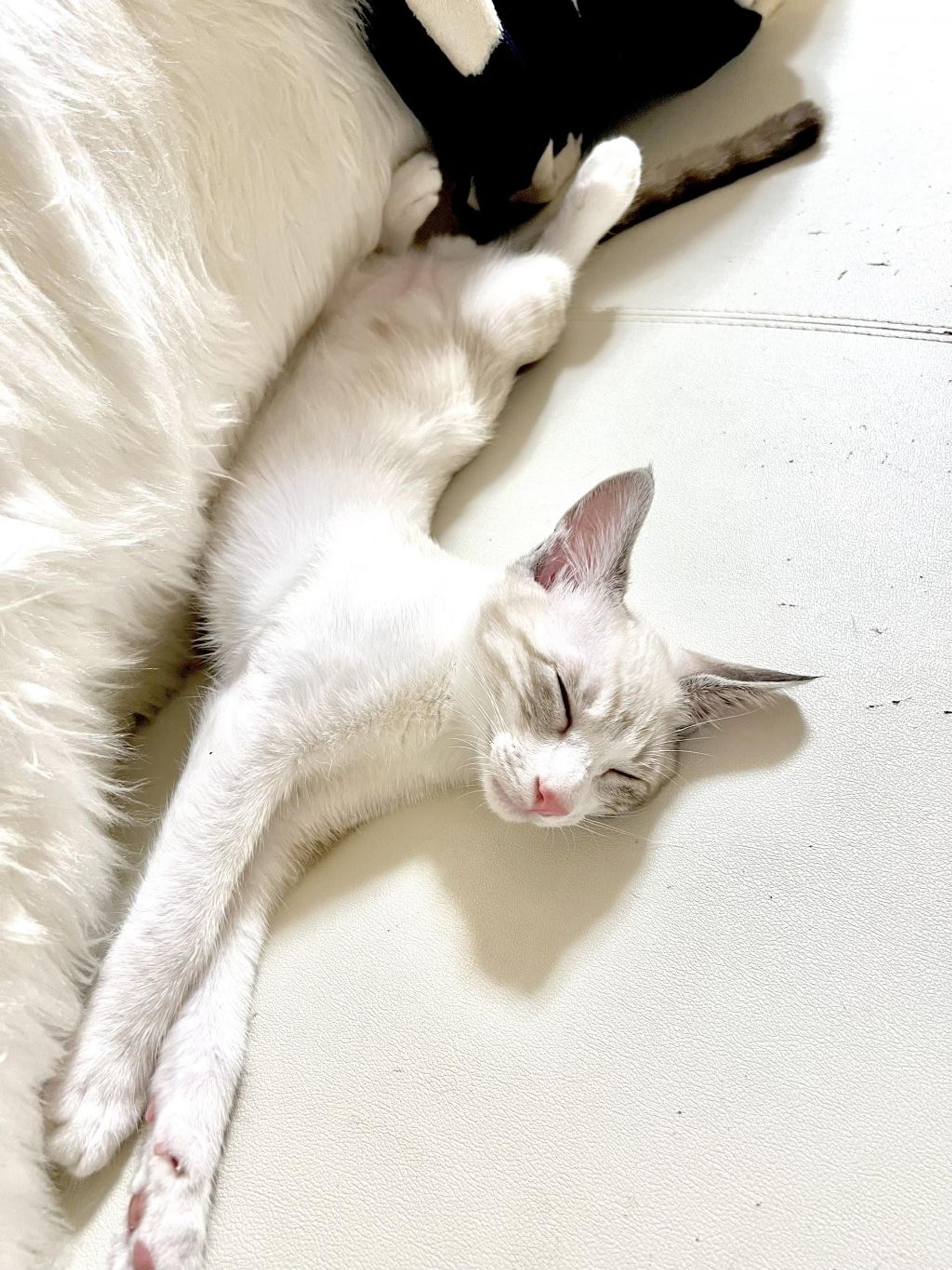 pet-image-4