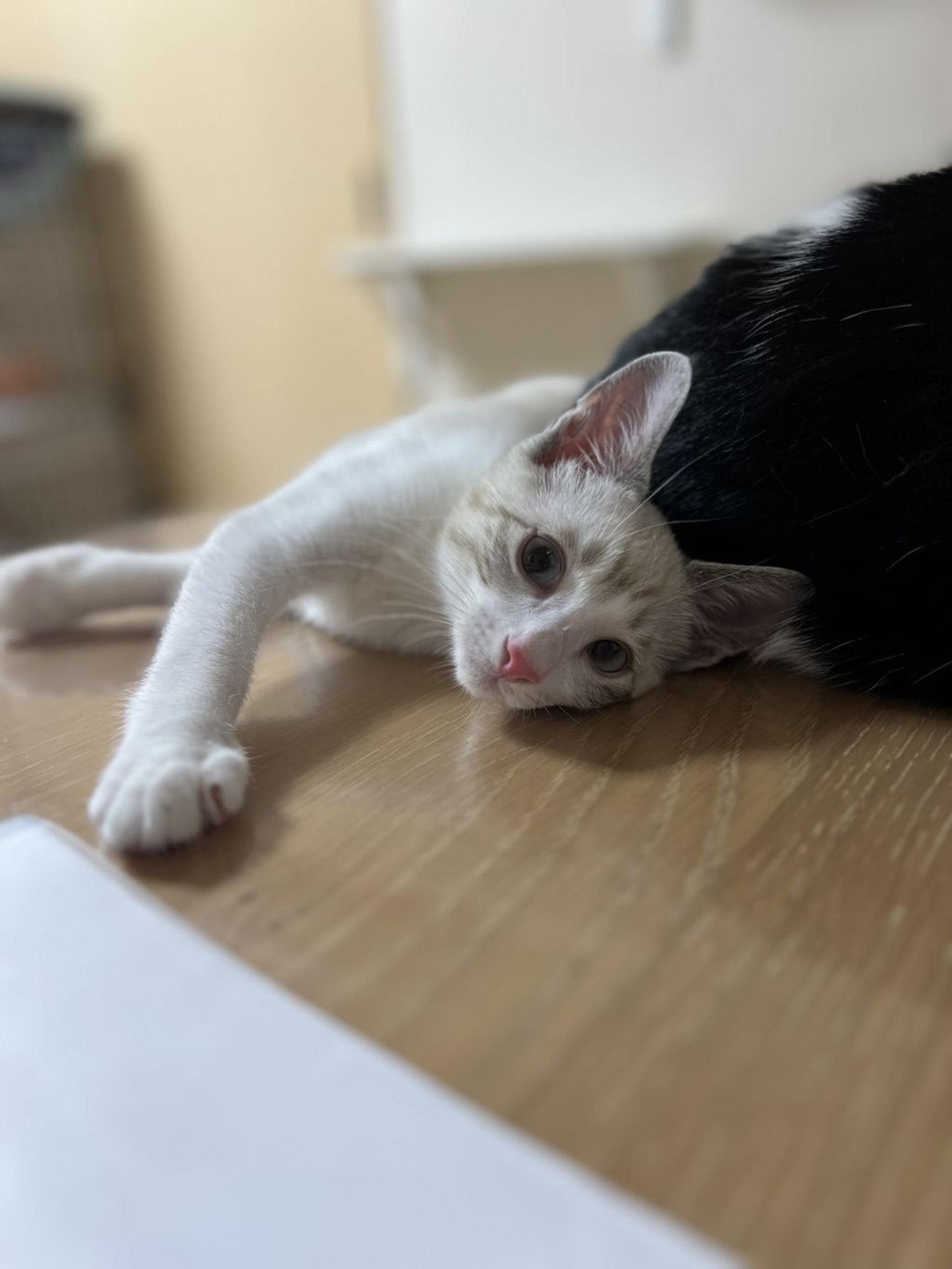 pet-image-5