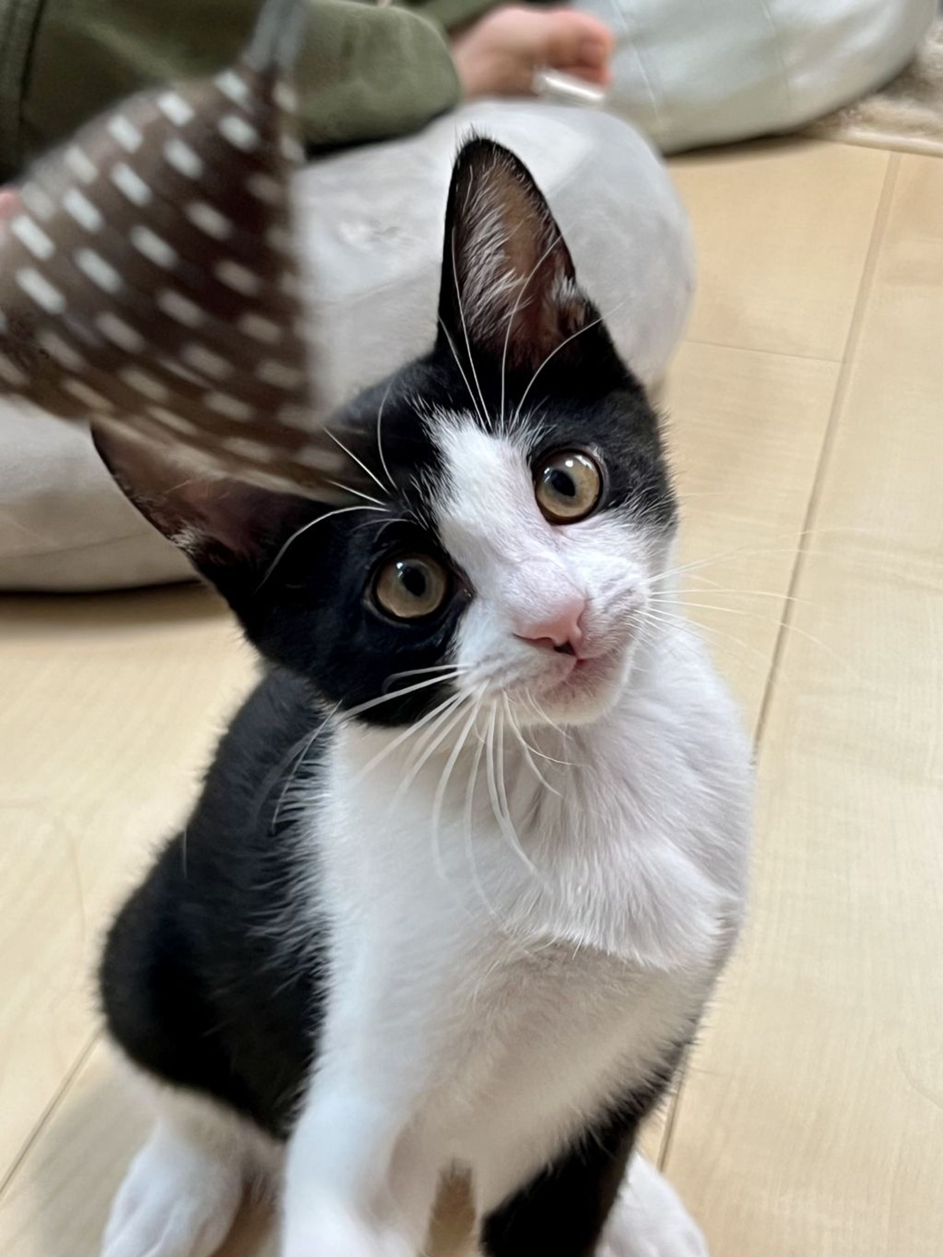 雑種（ミックス猫）・メスの里親募集の写真