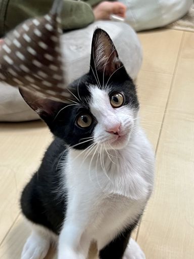 ピュレの写真