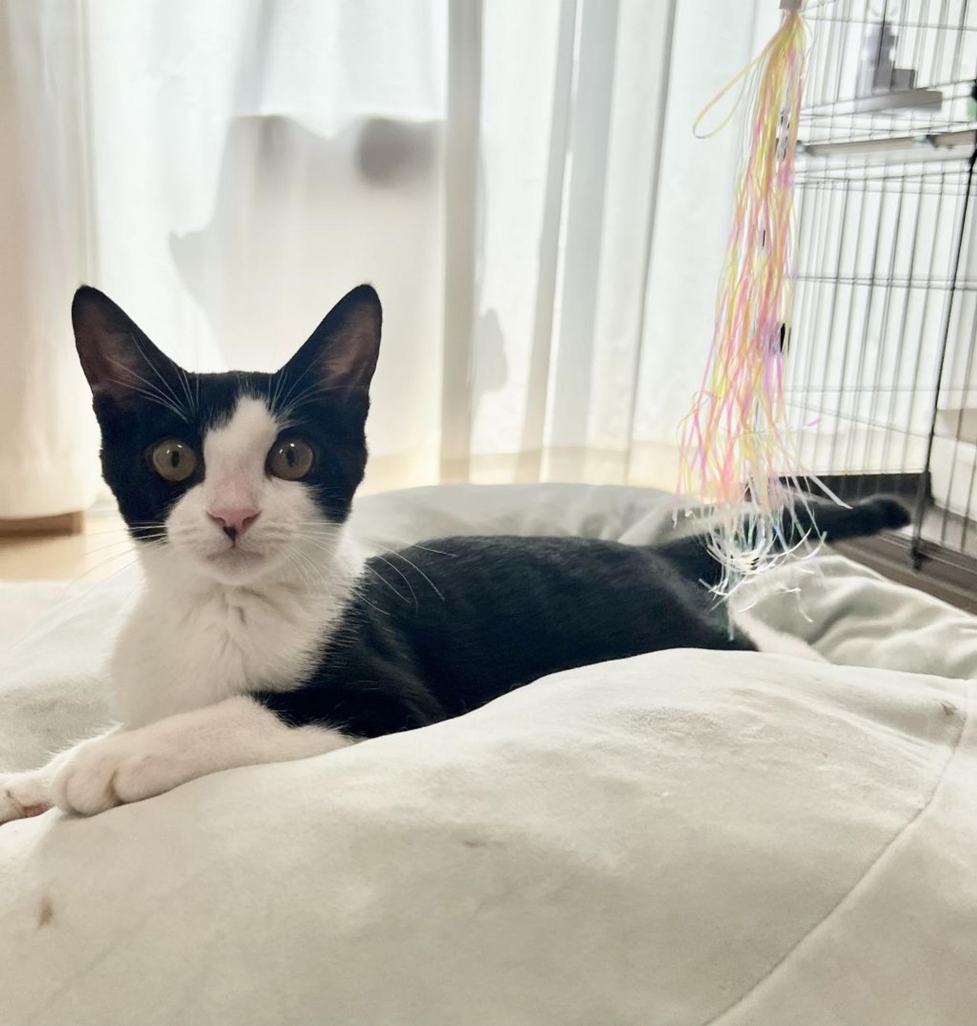 pet-image-4
