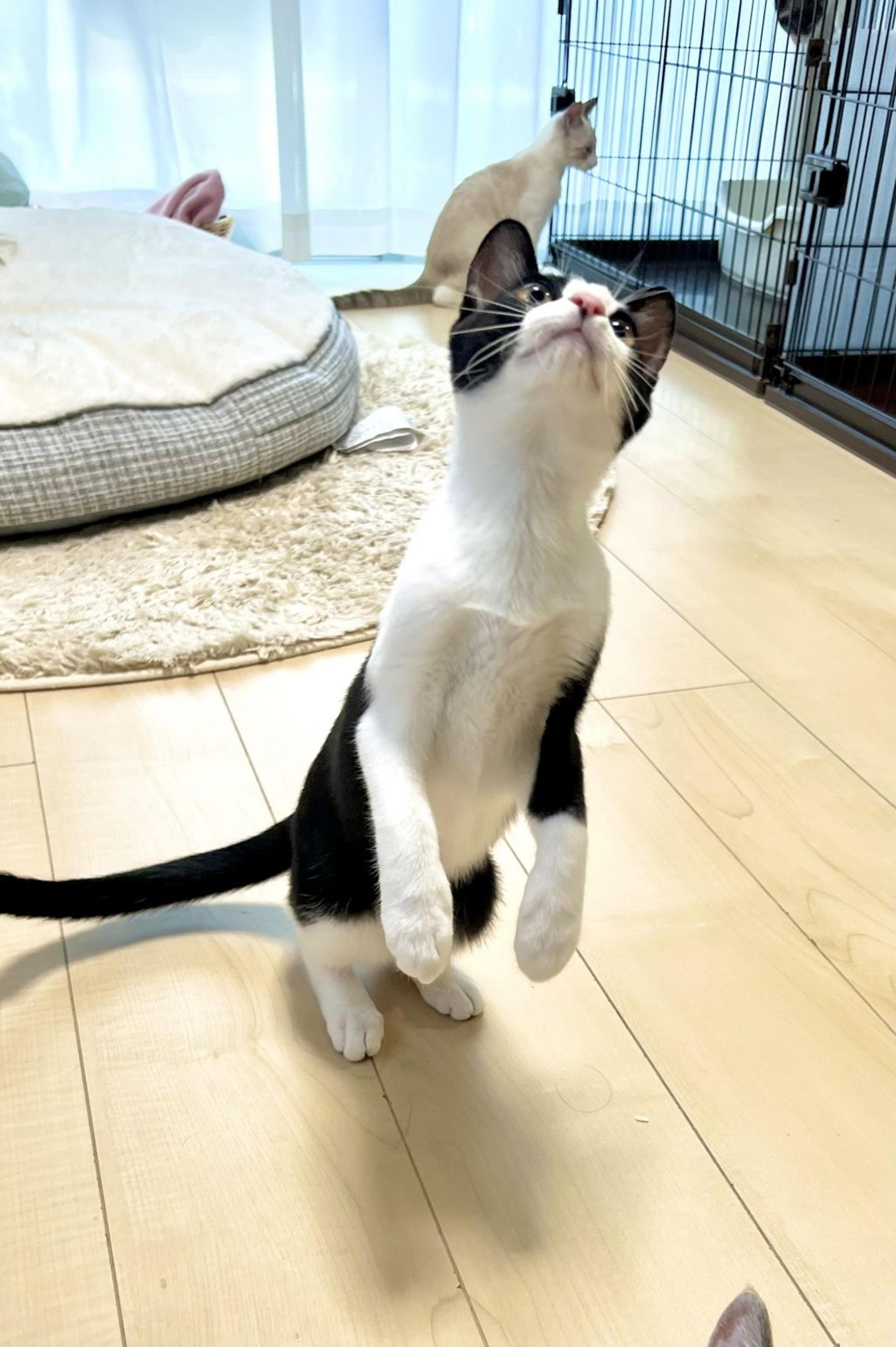 pet-image-7
