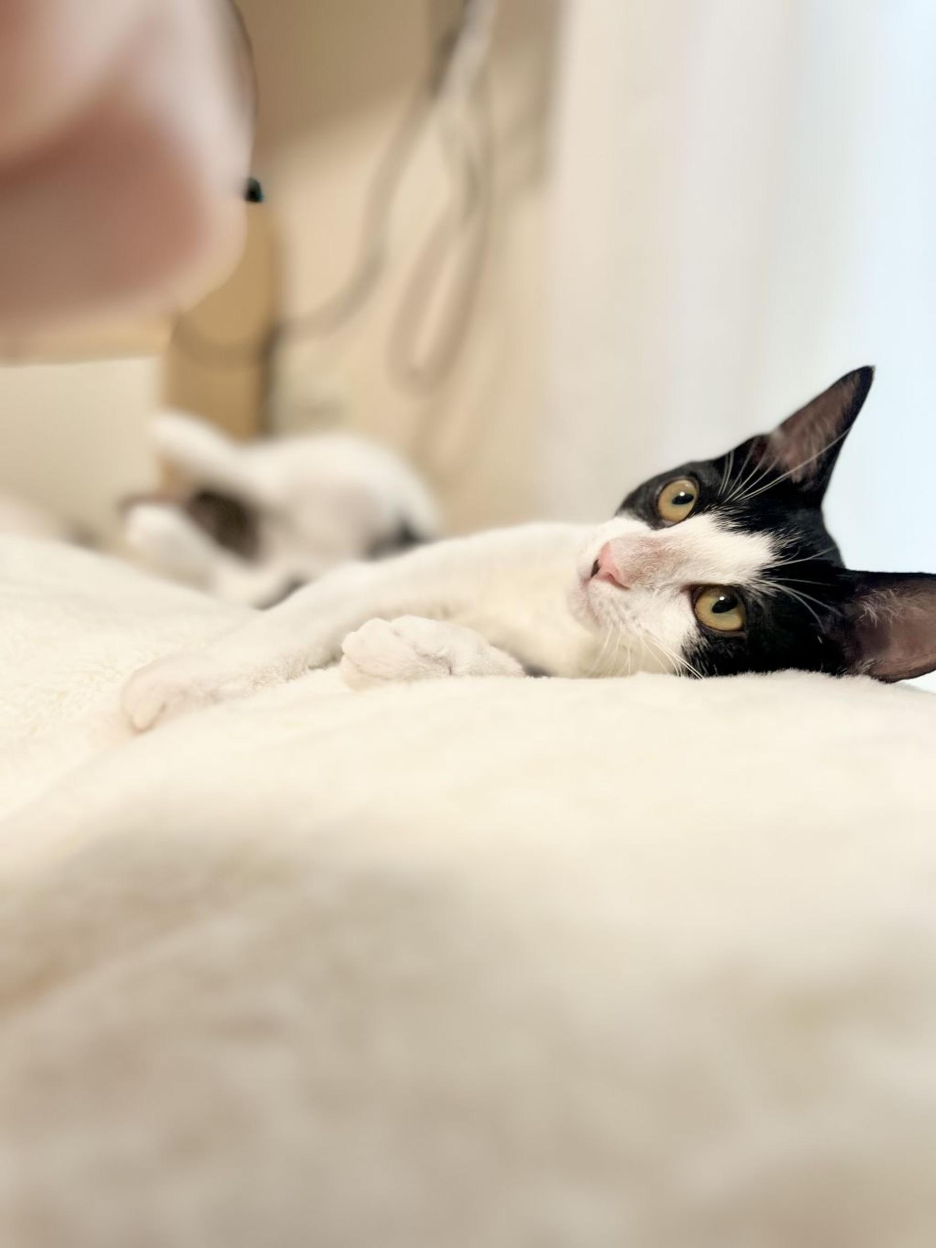 pet-image-9