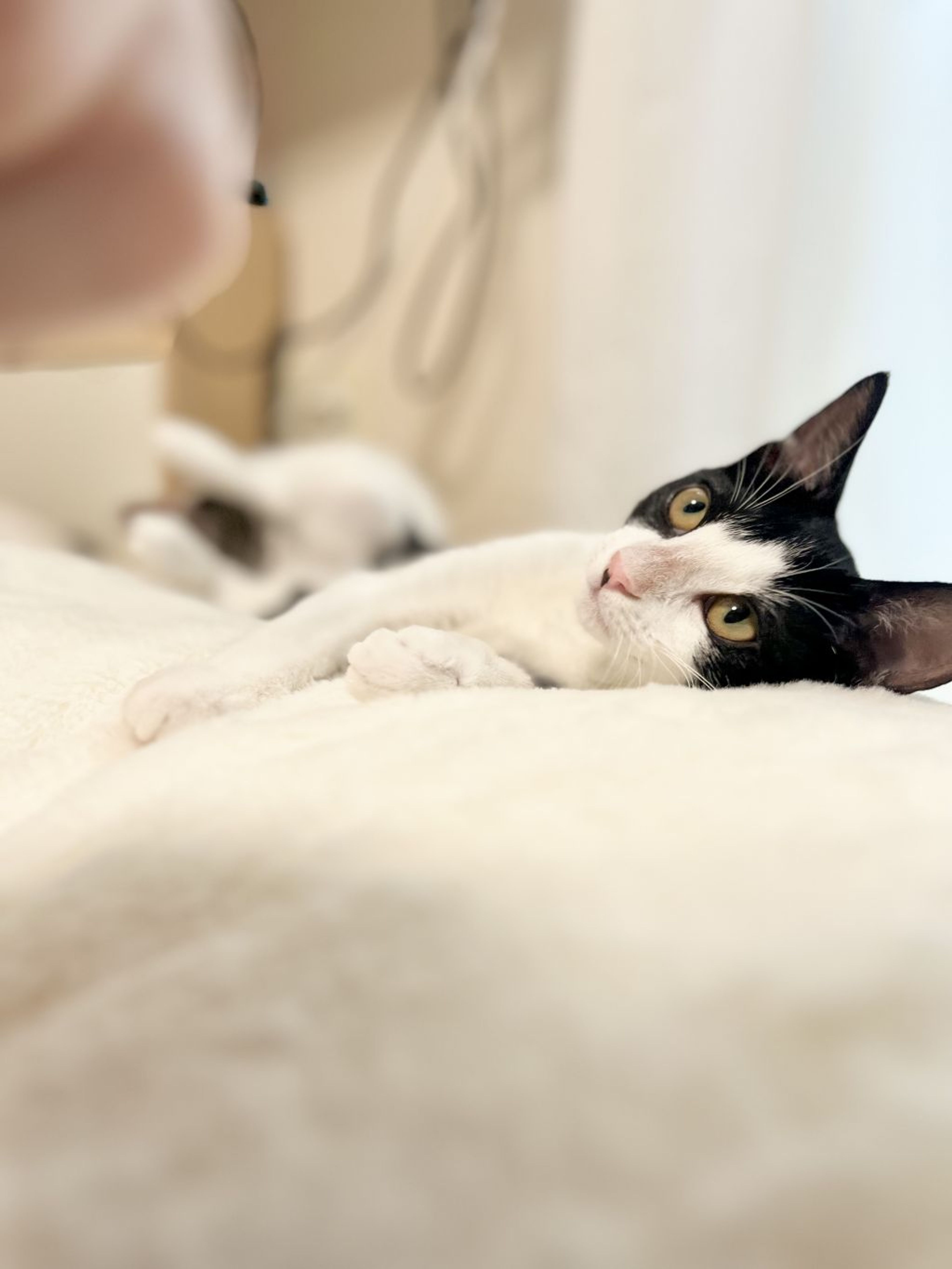 pet-image-9