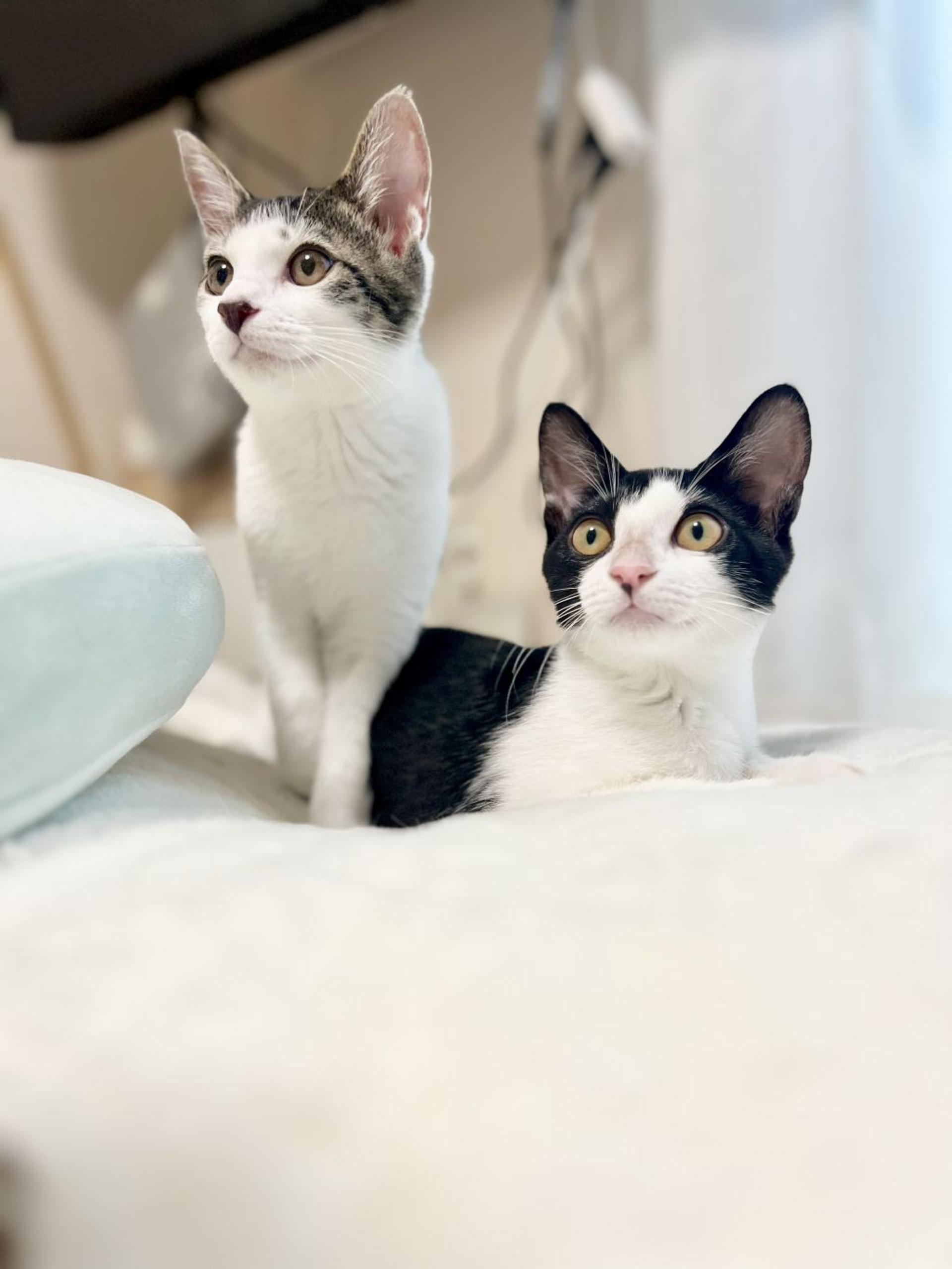 pet-image-10
