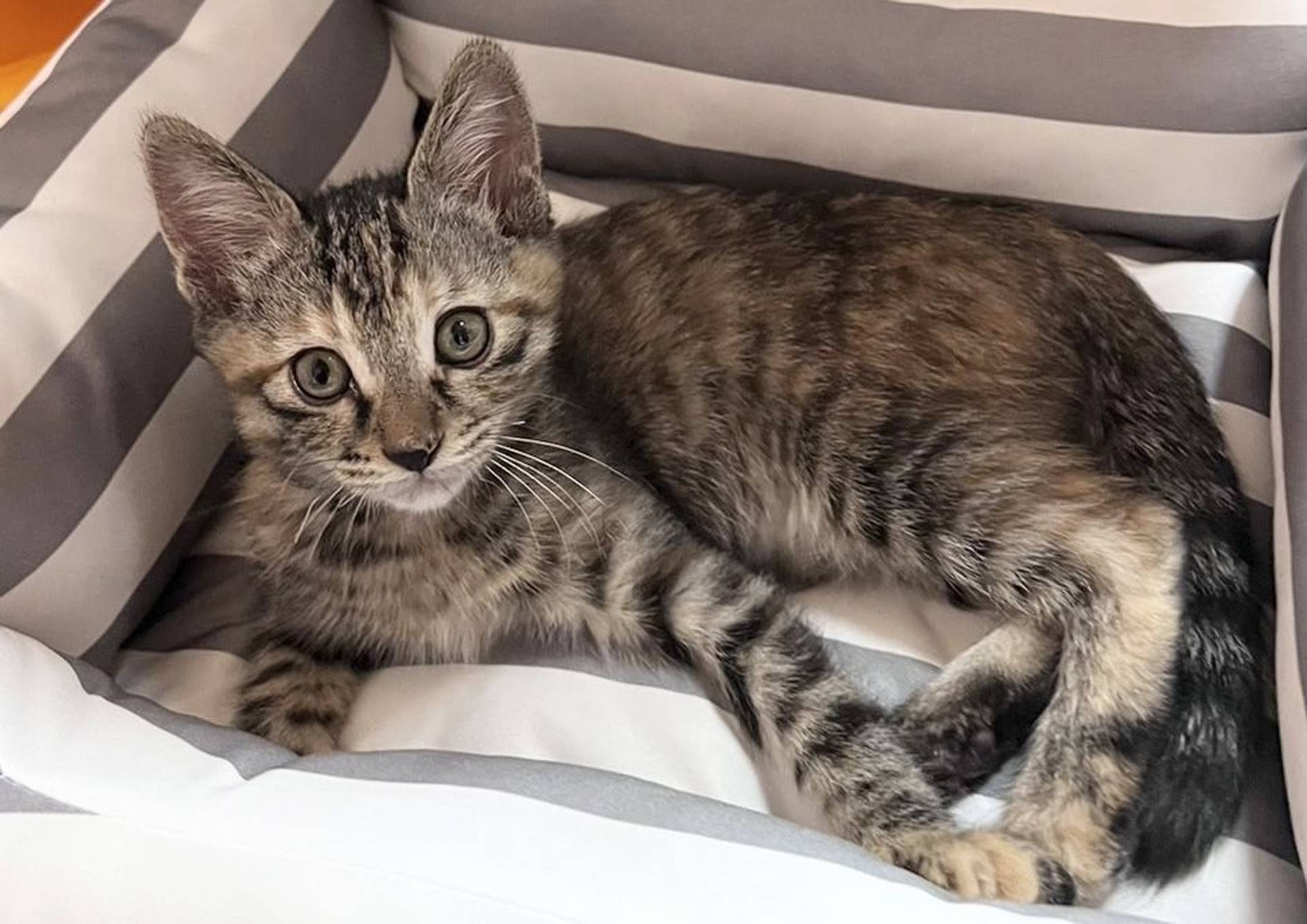 雑種（ミックス猫）・メスの里親募集の写真