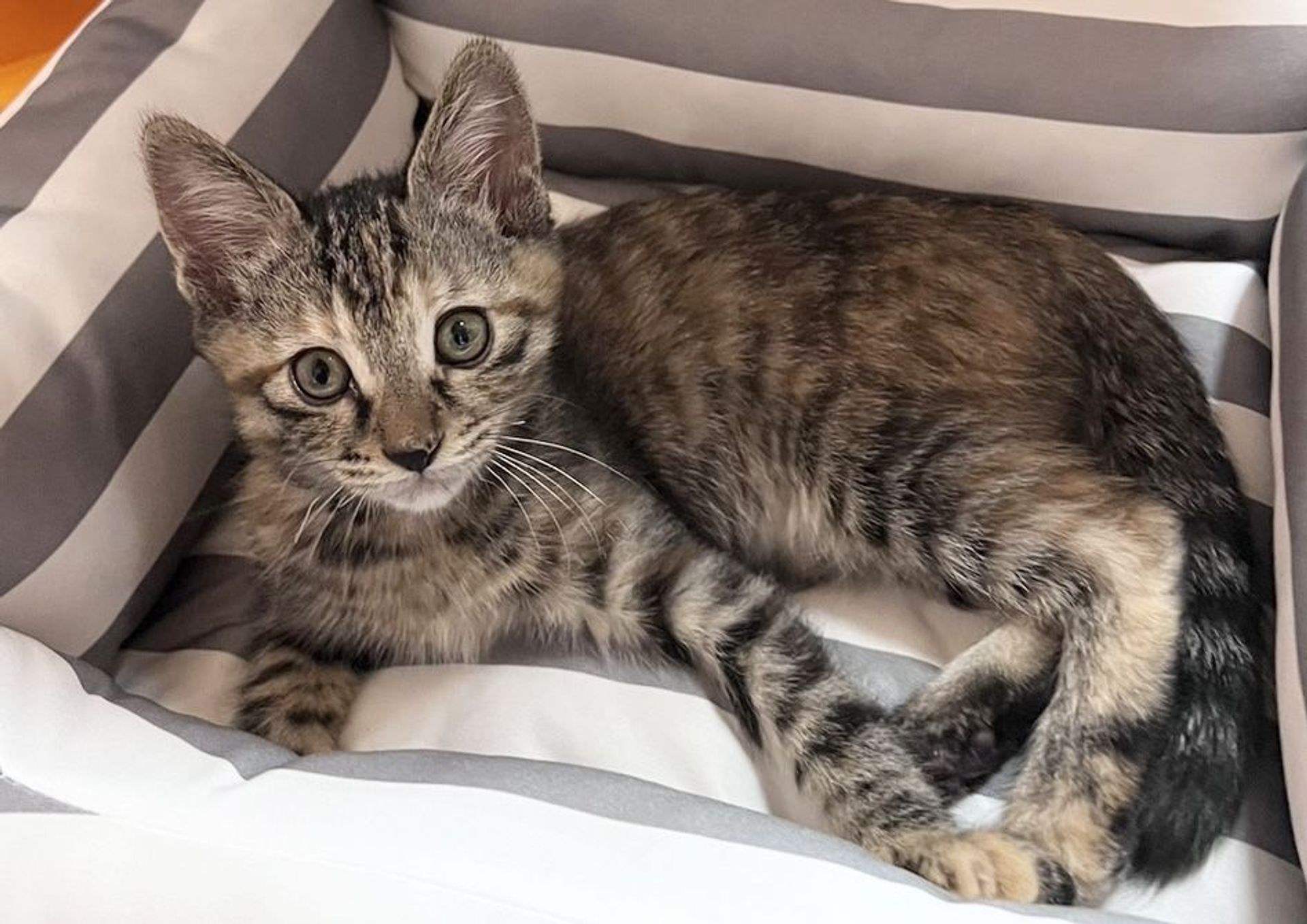 雑種（ミックス猫）・メスの里親募集の写真