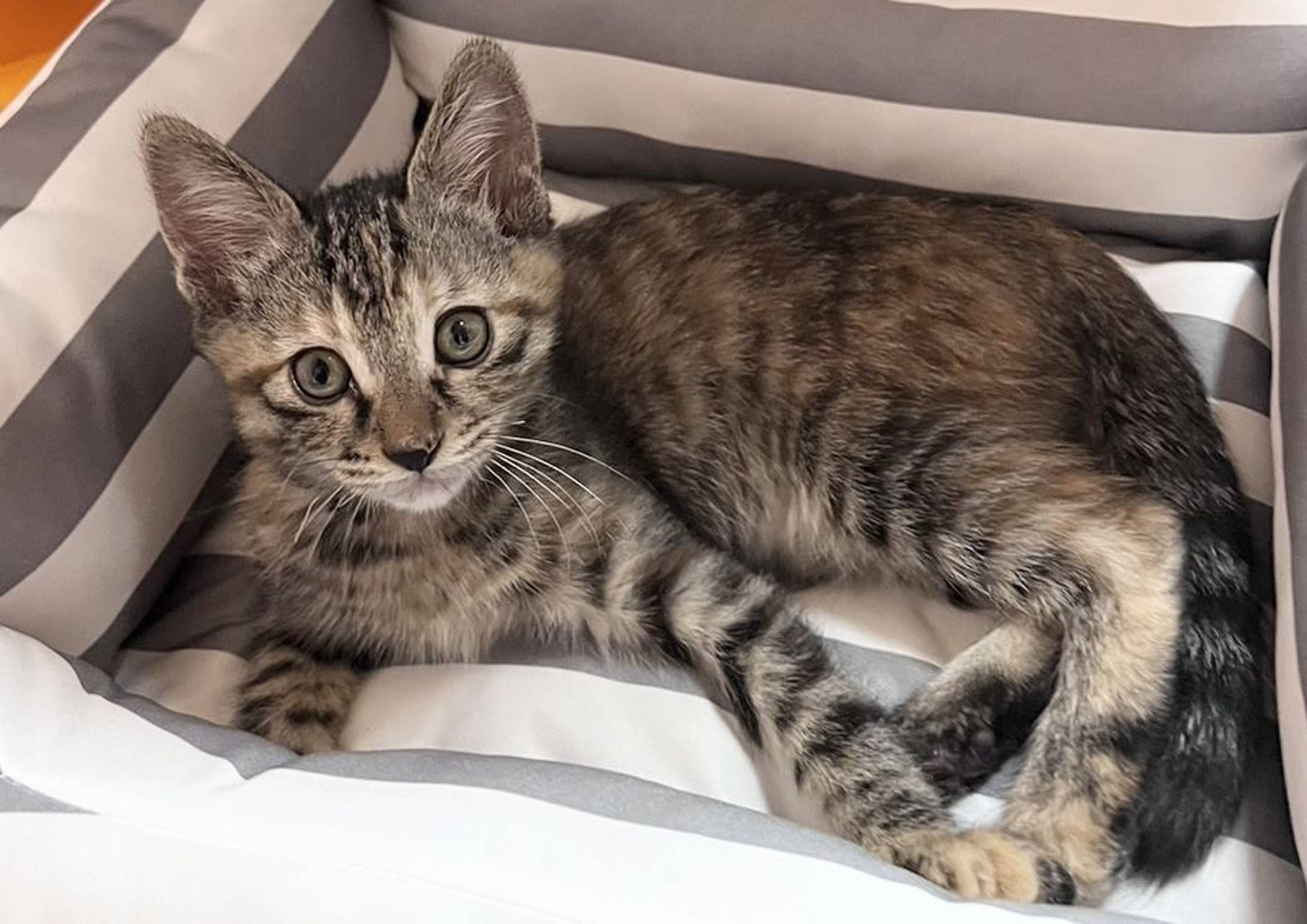 雑種（ミックス猫）・メスの里親募集の写真