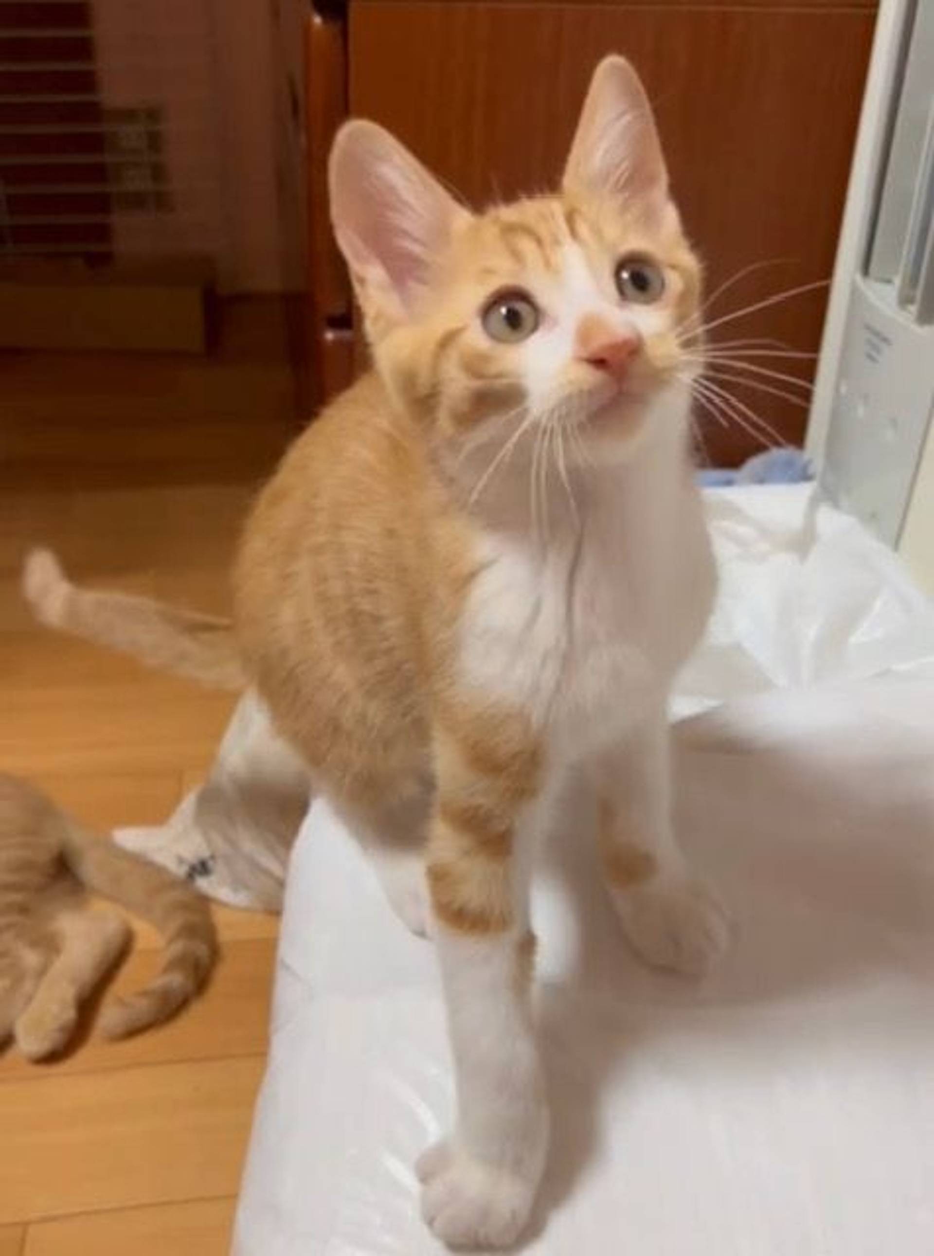 雑種（ミックス猫）・オスの里親募集の写真