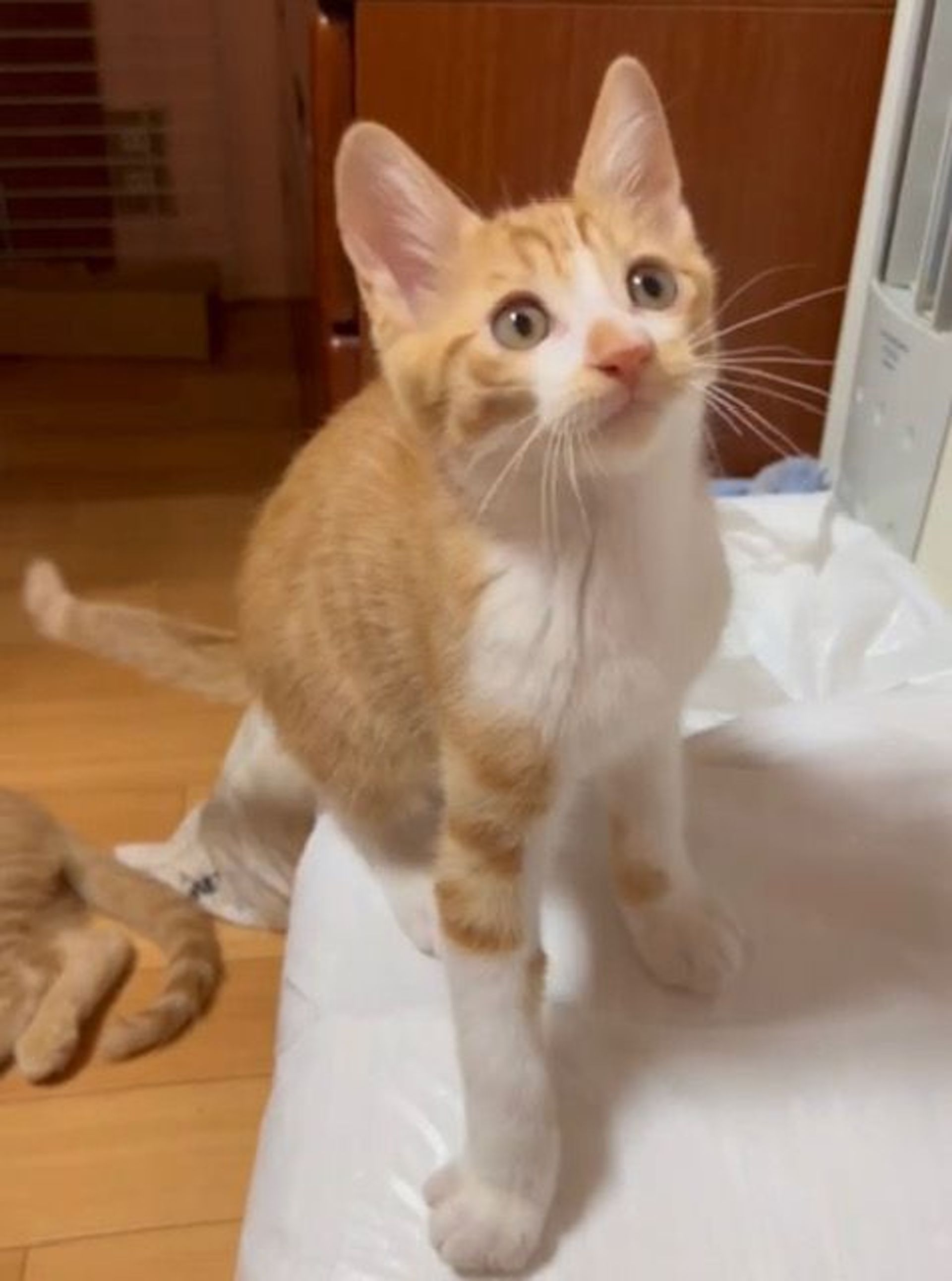雑種（ミックス猫）・オスの里親募集の写真