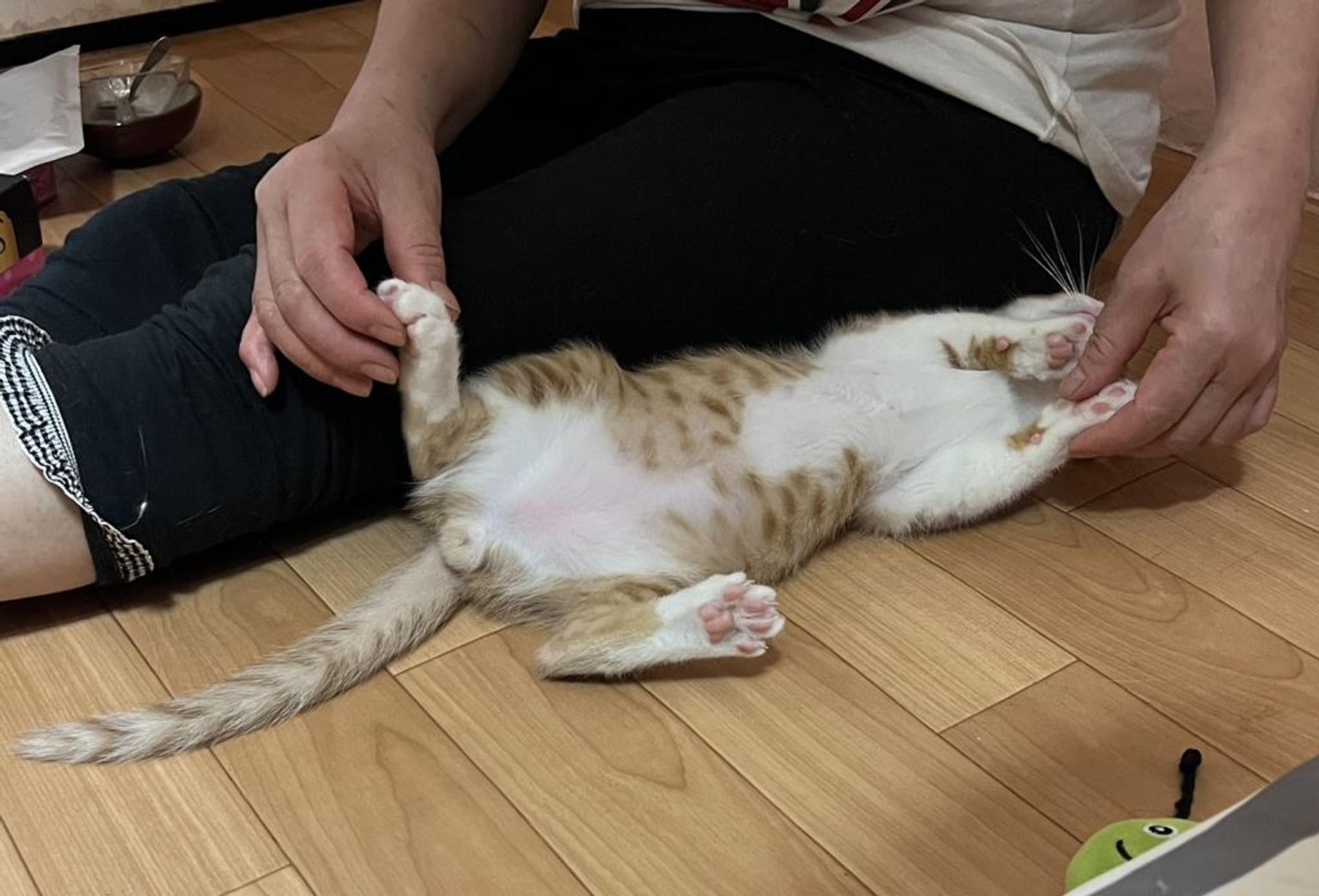 pet-image-2
