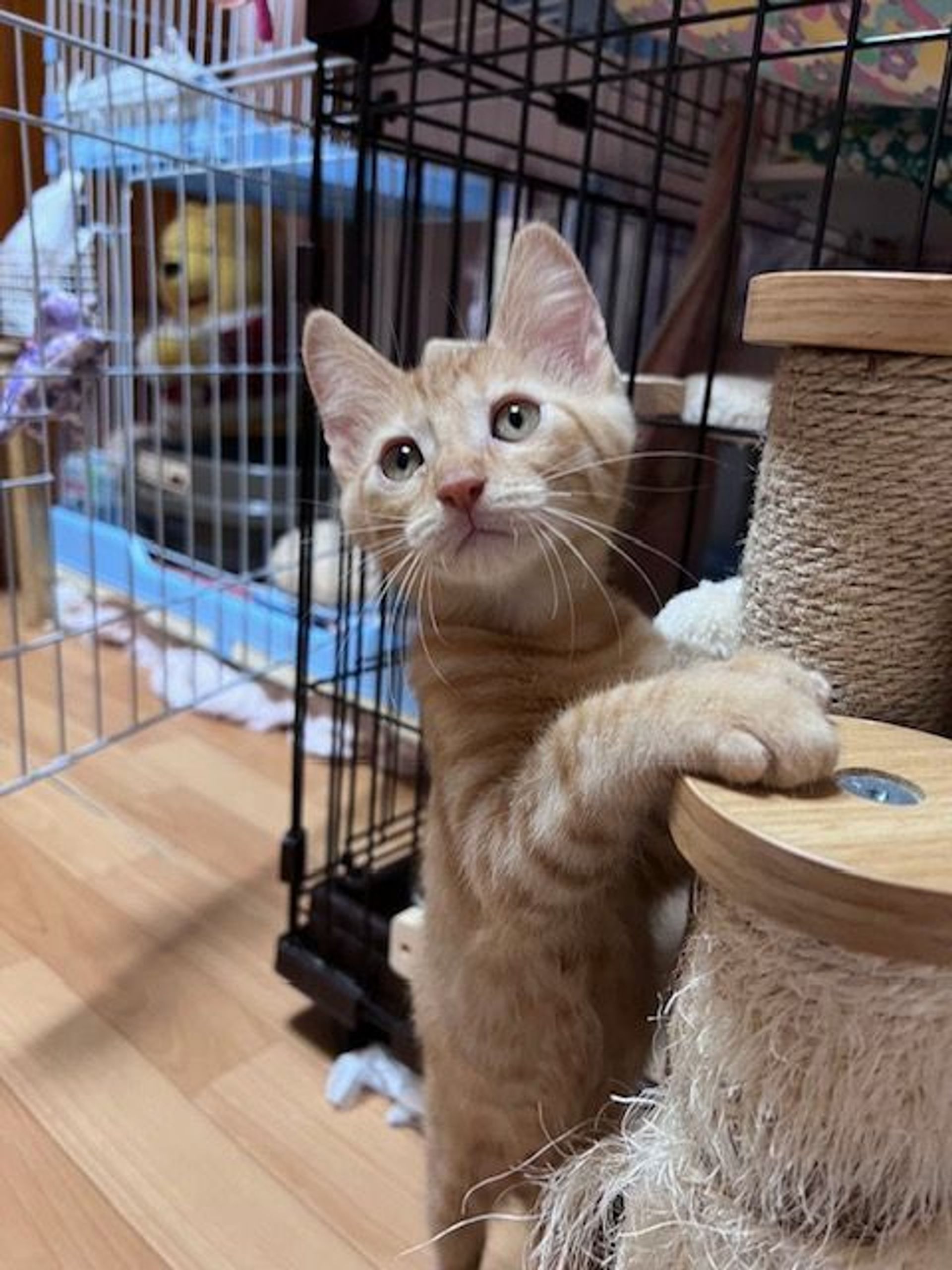 雑種（ミックス猫）・オスの里親募集の写真